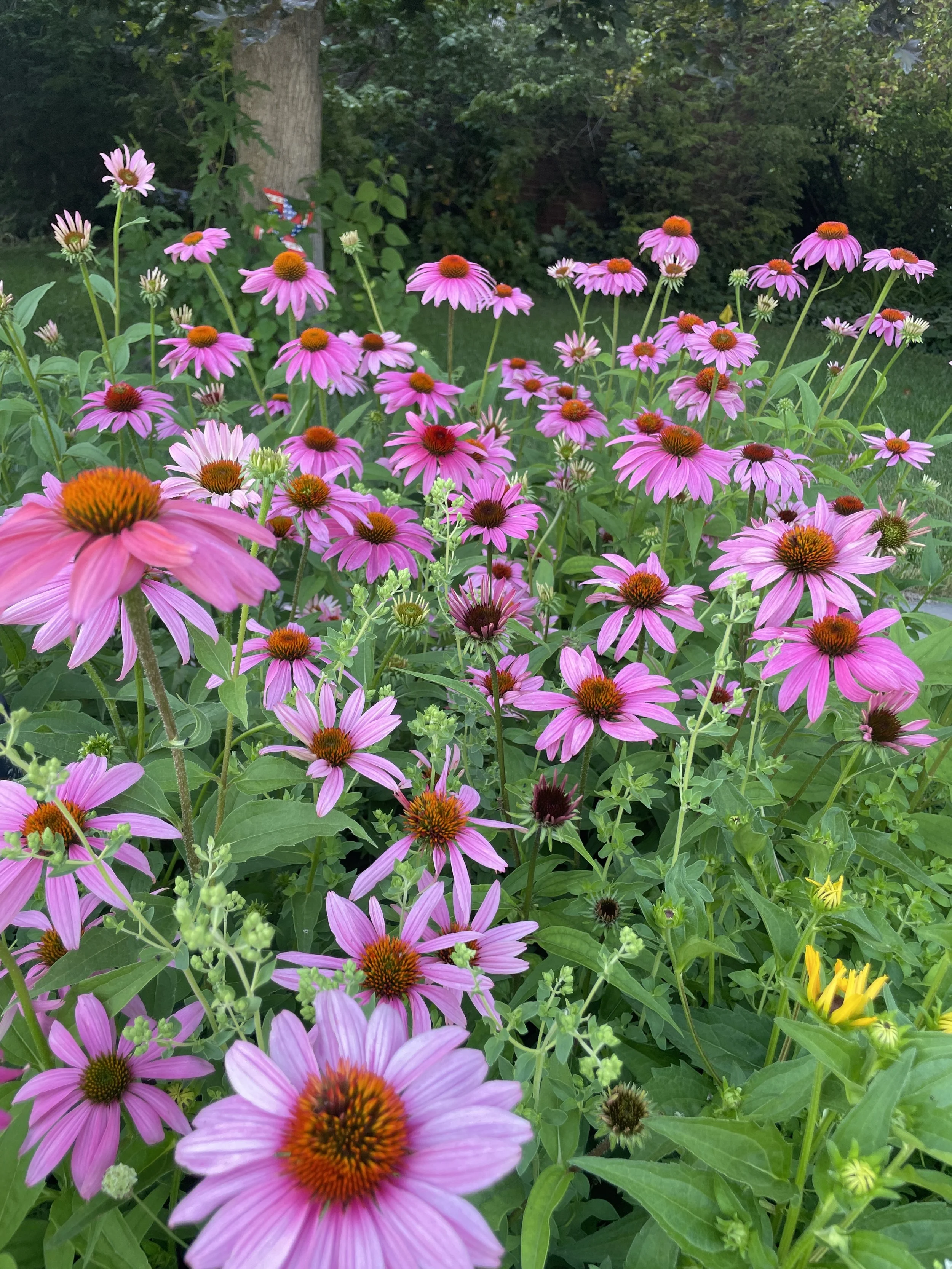Echinacea cut flower fact sheet released