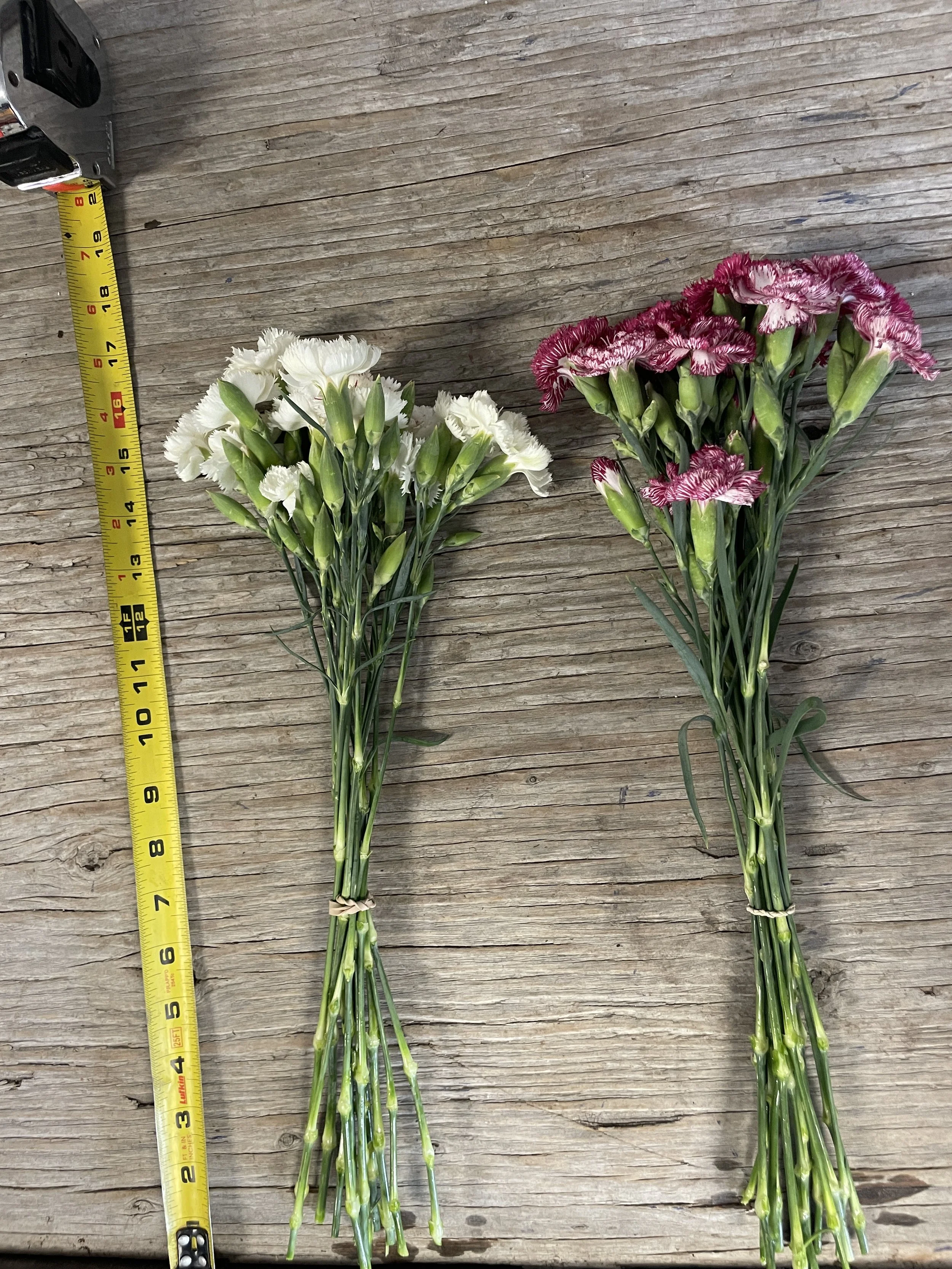 Carnation fact sheet