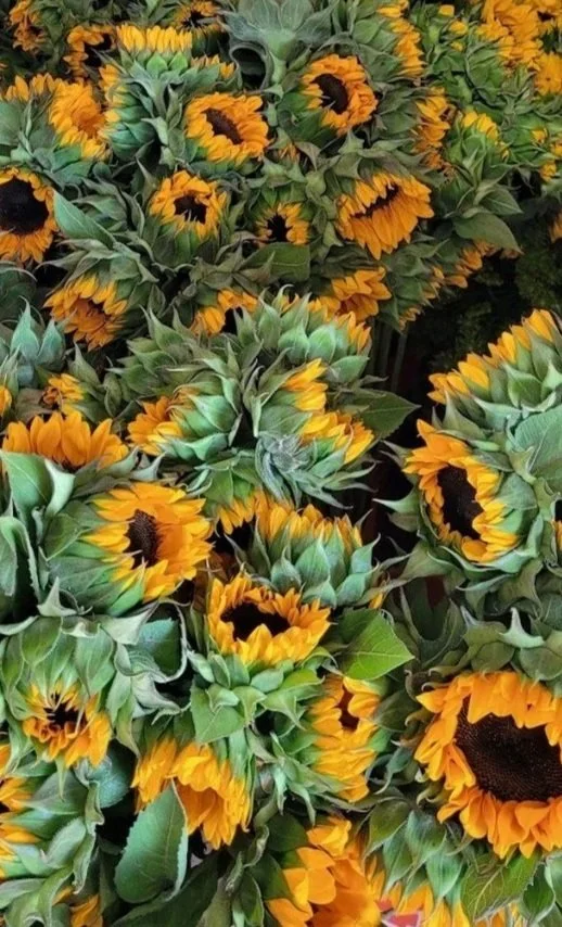 Sunflower fact sheet