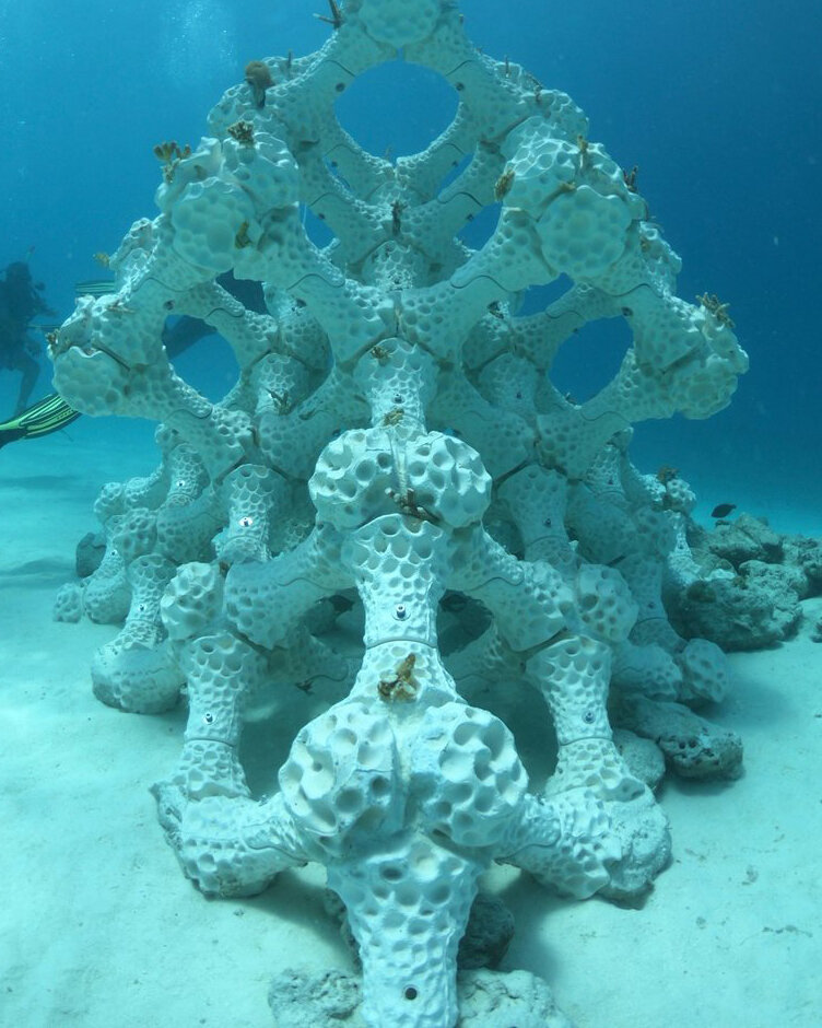 Coral reef by Alex Goad