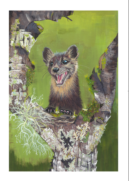 Pine Marten Amongst The Lichen (Limited Edition Giclee High Quality Print)