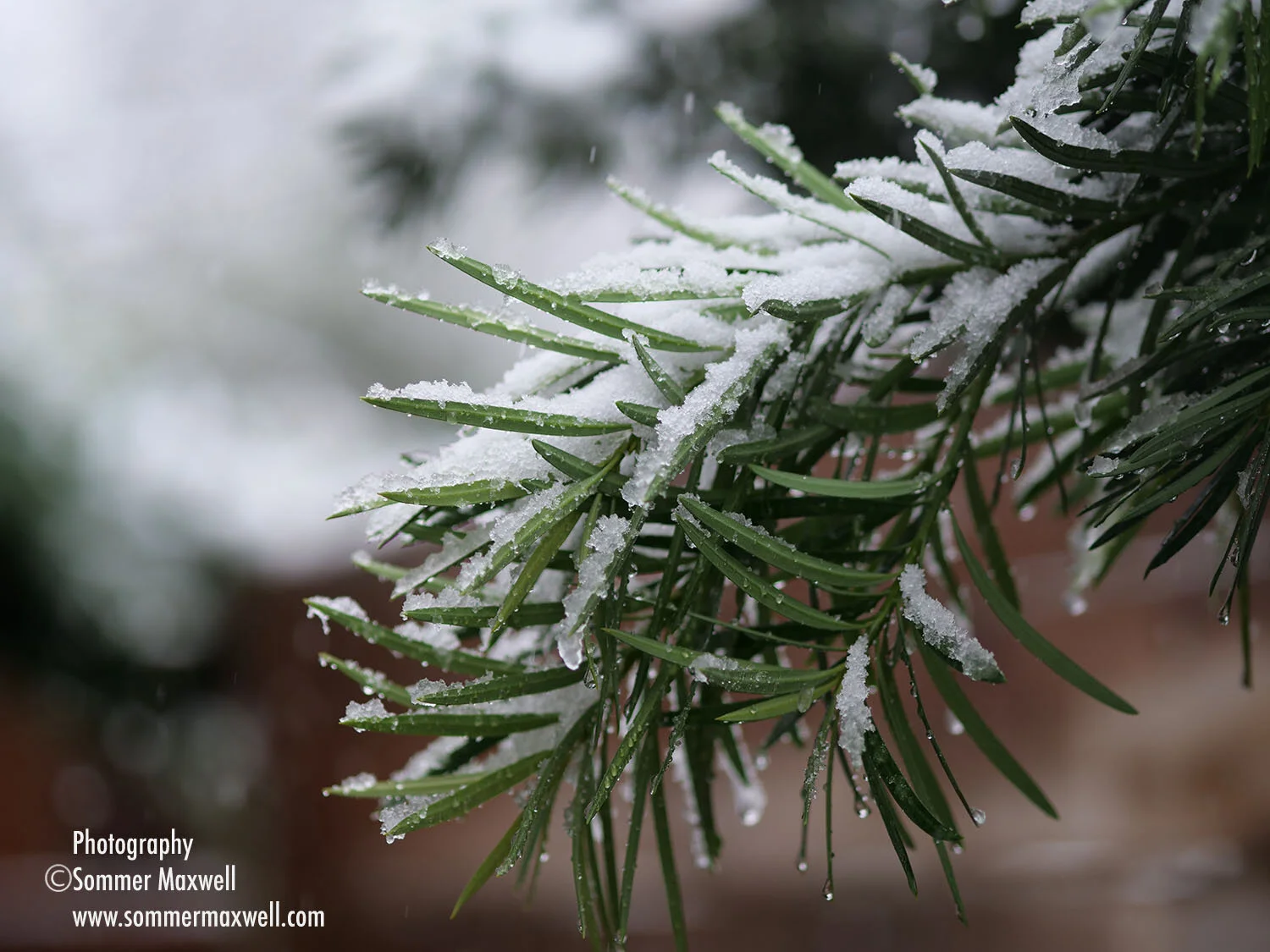 snowbranch_sommer_maxwell