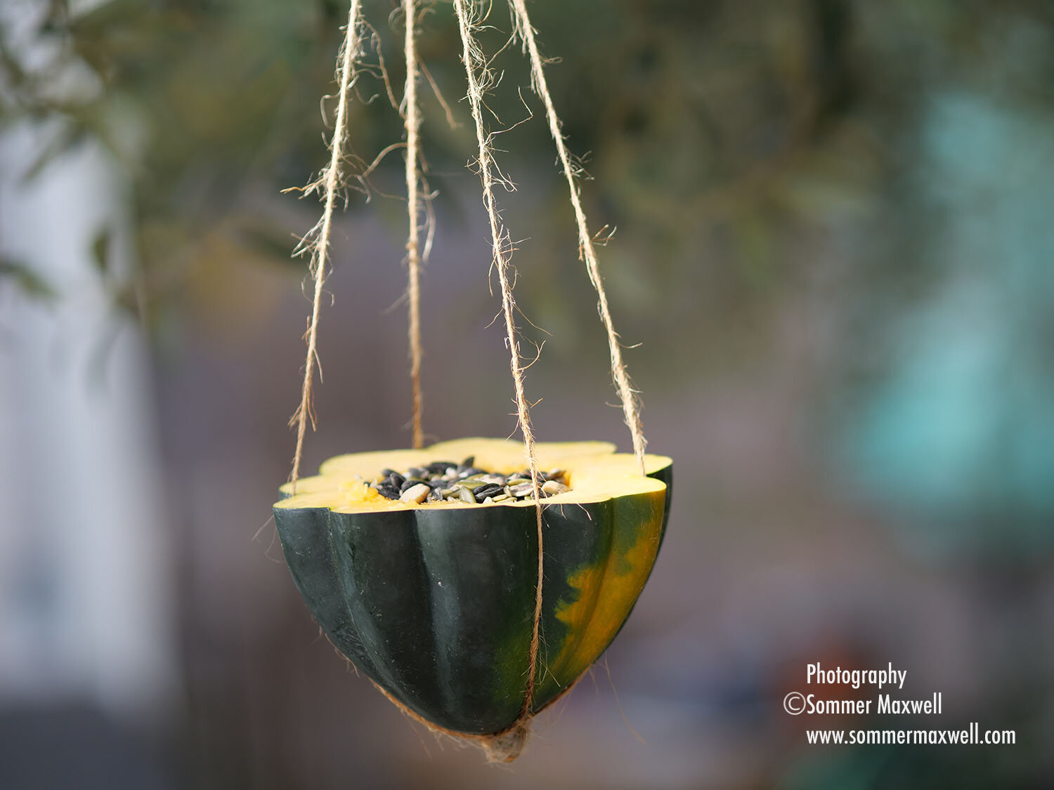 acorn_sommer_maxwell