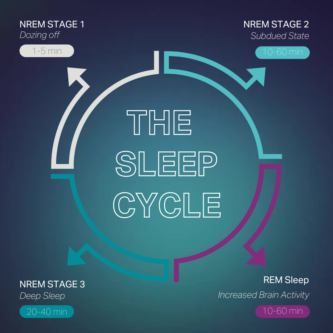 SE_The Sleep Cycles.png