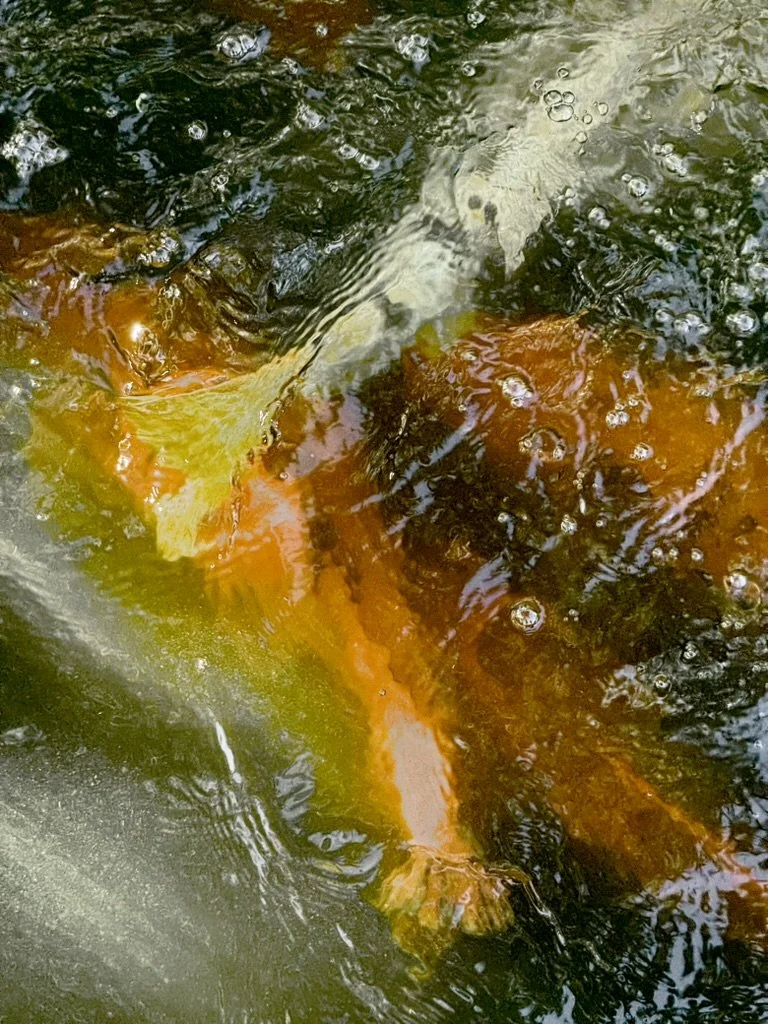 5A977A4B-BAE2-47D5-BAF0-E7EEF4CF4905_1_105_c.jpeg