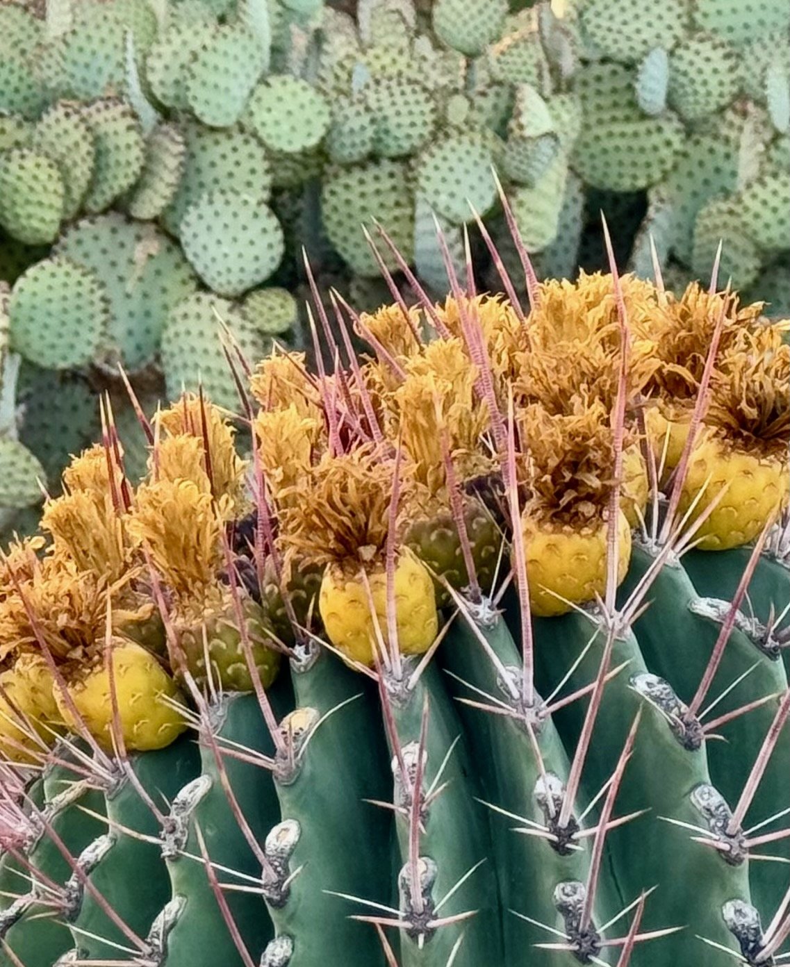 Nature - 5 of 8.jpeg