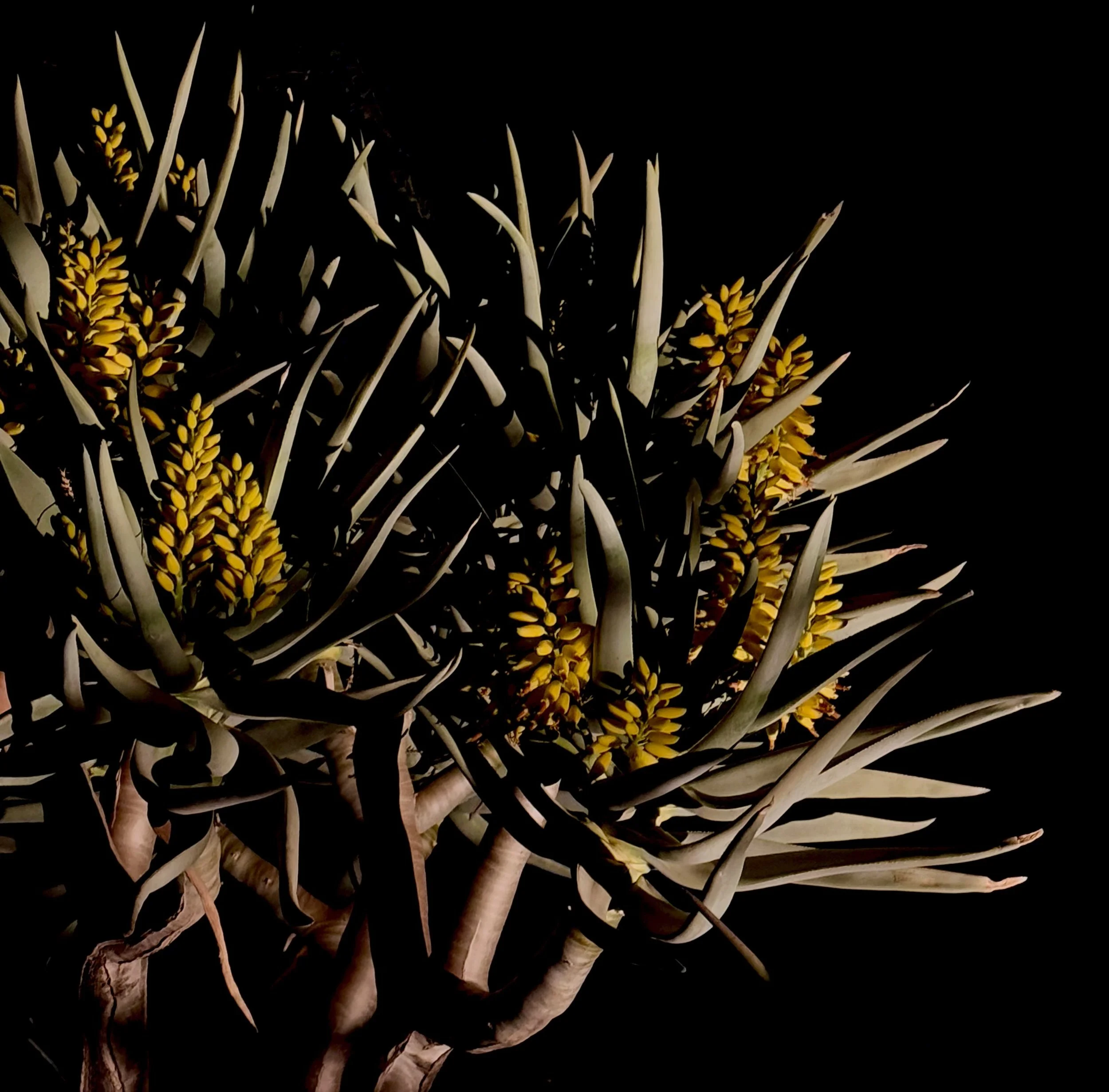 Nature - 8 of 8.jpeg