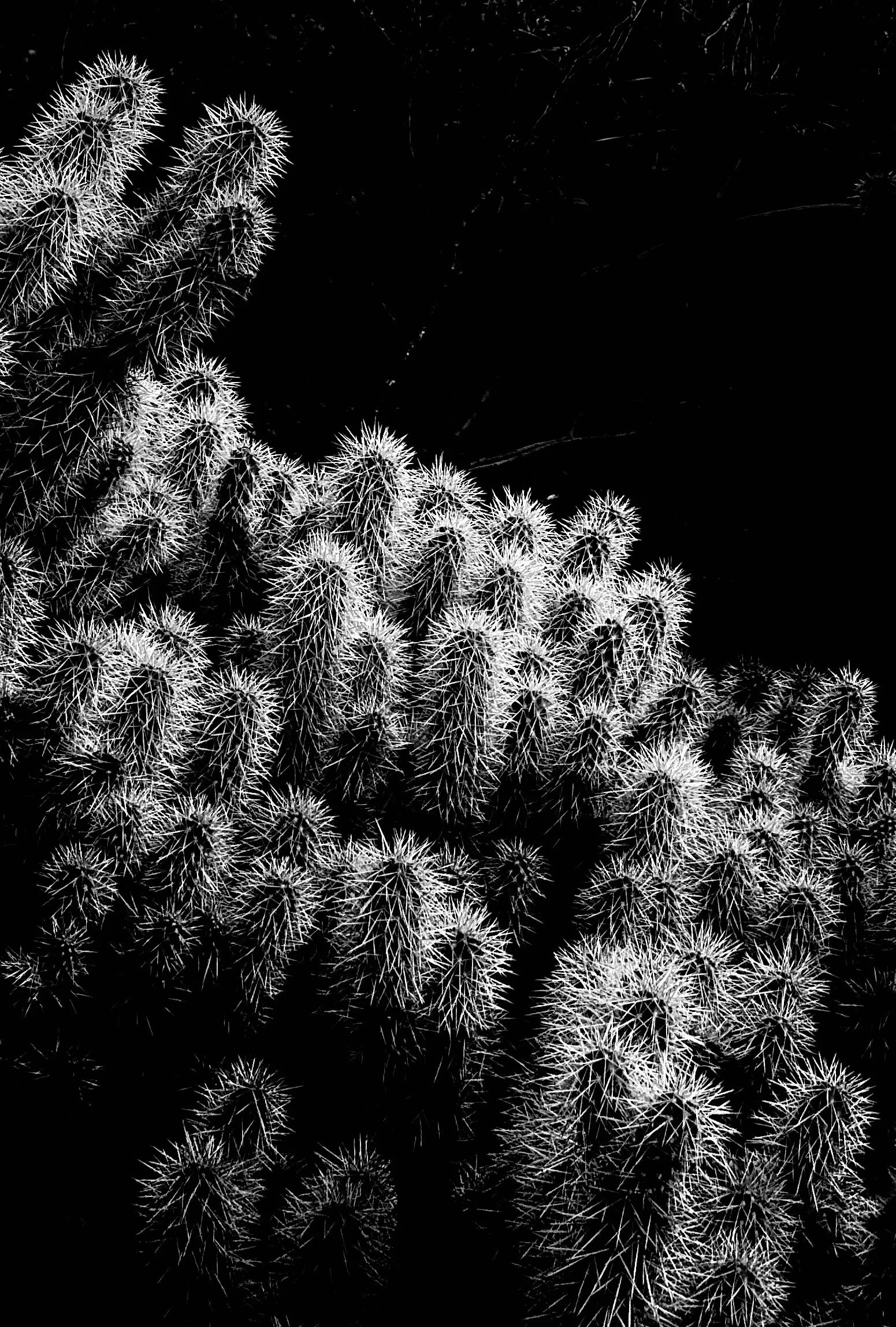Nature - 6 of 8.jpeg