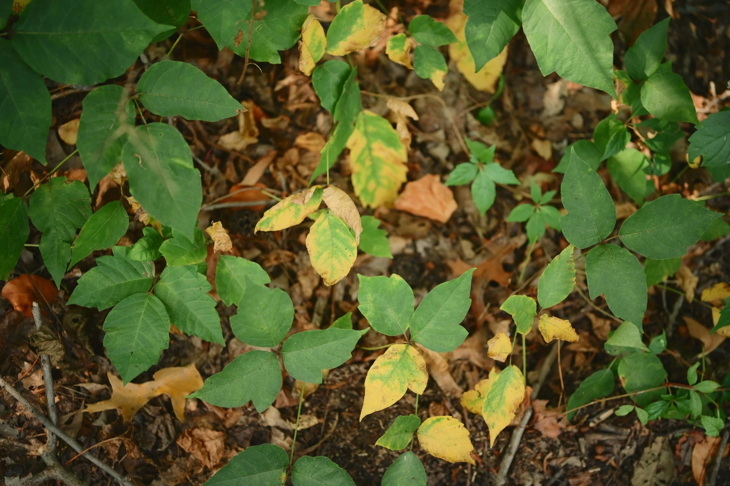 Poison Ivy Isn’t Contagious