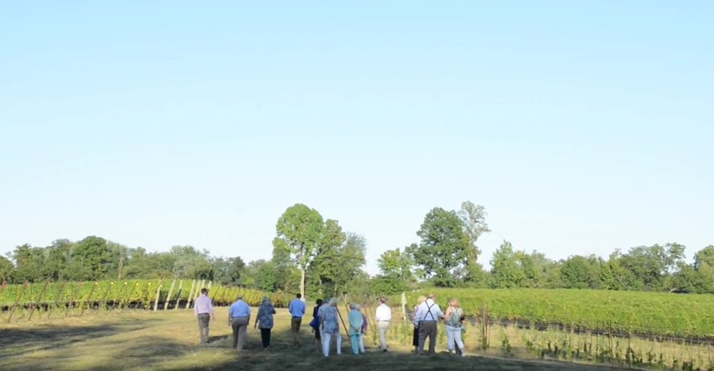 vineyard with people.jpg