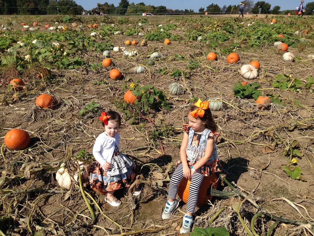 Pineapples and Peonies - Around RVA: Lloyd Family Farms