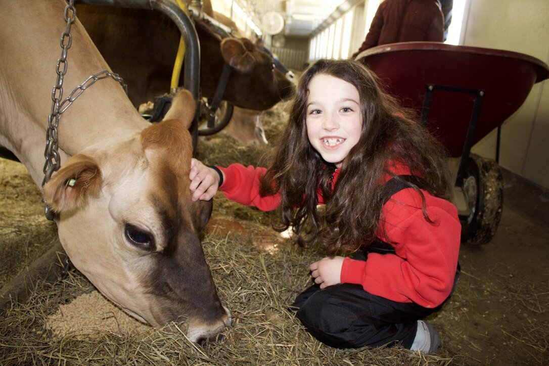 Girl with cow on farm