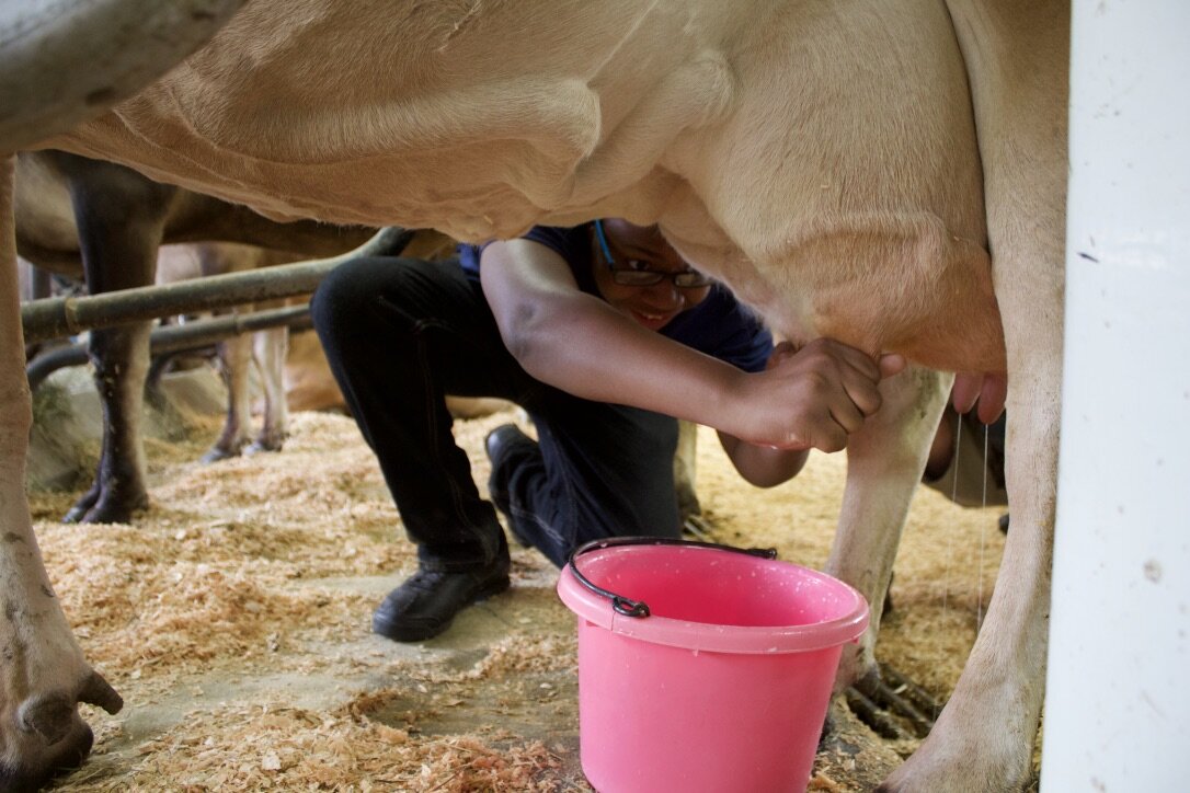 Kids milking a cow