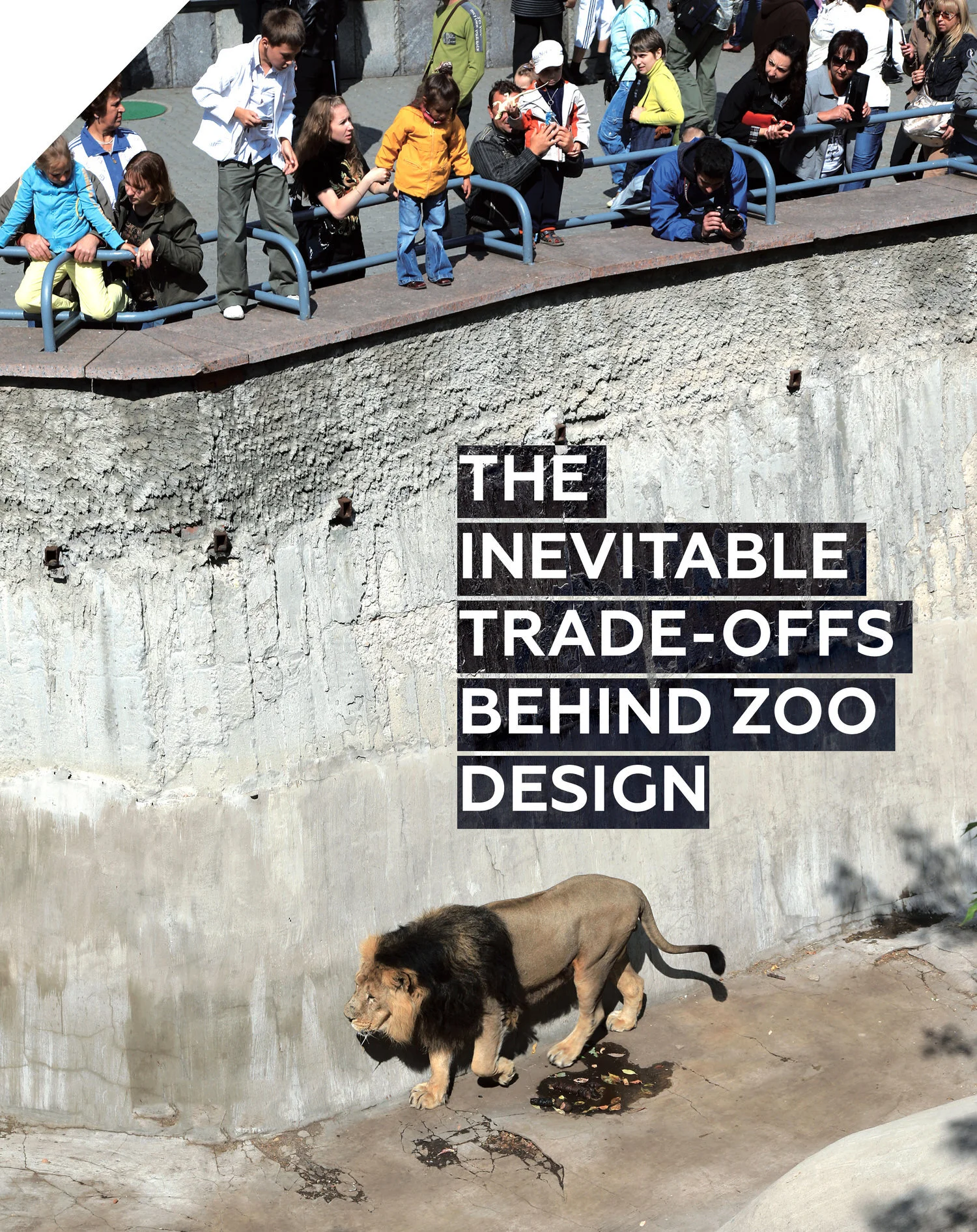 Designing for Lions, Tigers, and Bears (Oh My!) — The Creative Factor