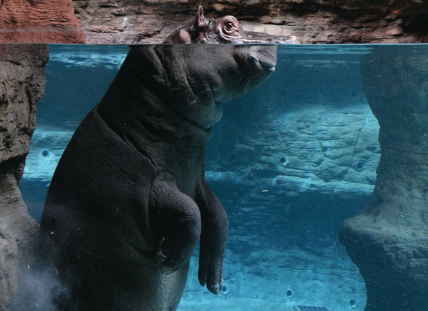 Designing for Lions, Tigers, and Bears (Oh My!)