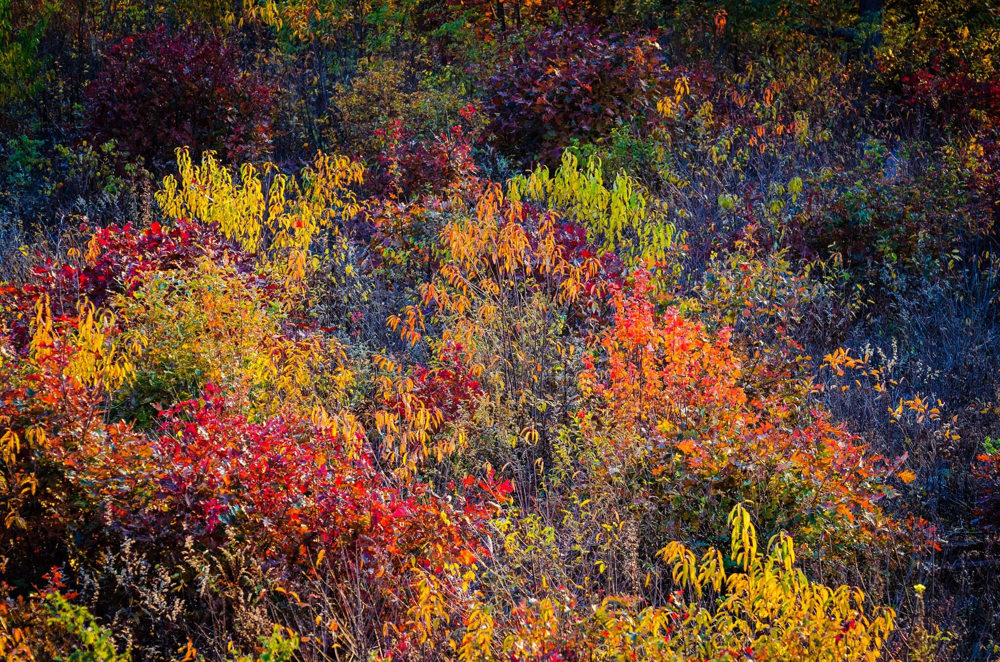 Fall Colors, Shenandoah National Park, Virginia