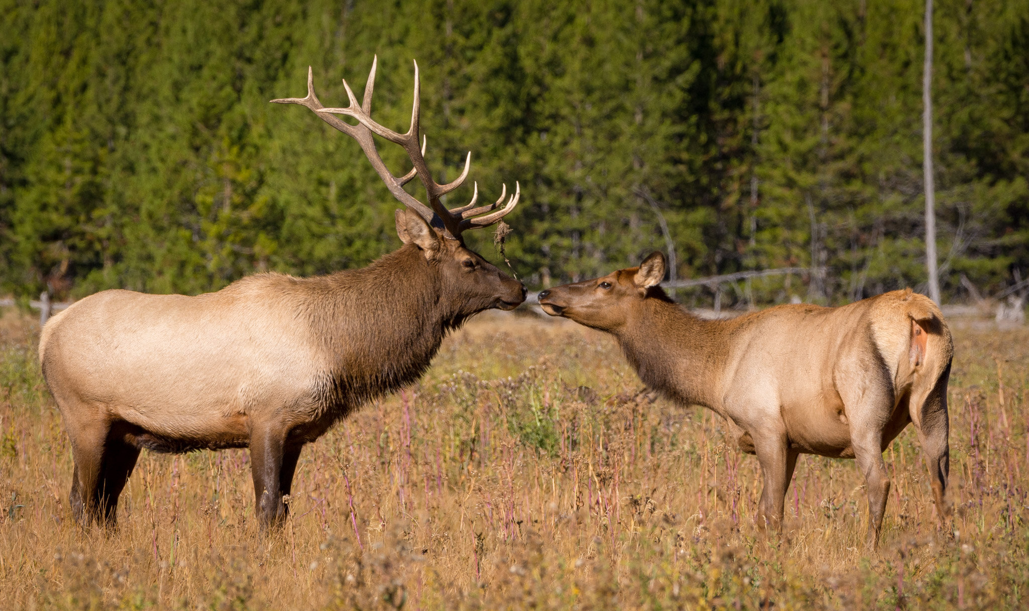 Elk during Rut, Yellowstone National Park, Wyoming
