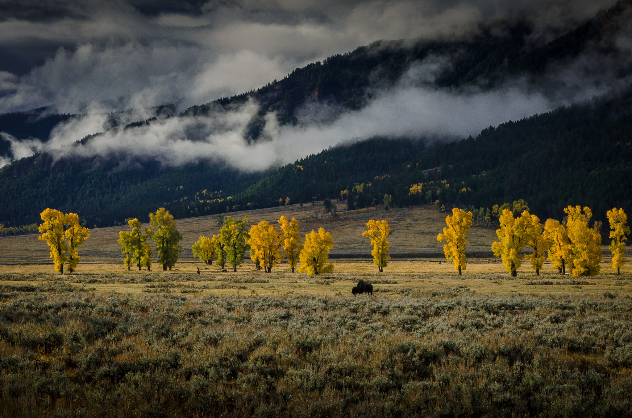Buffalo and Aspens in Fall Colors, Lamar Valley, Yellowstone National Park, Wyoming