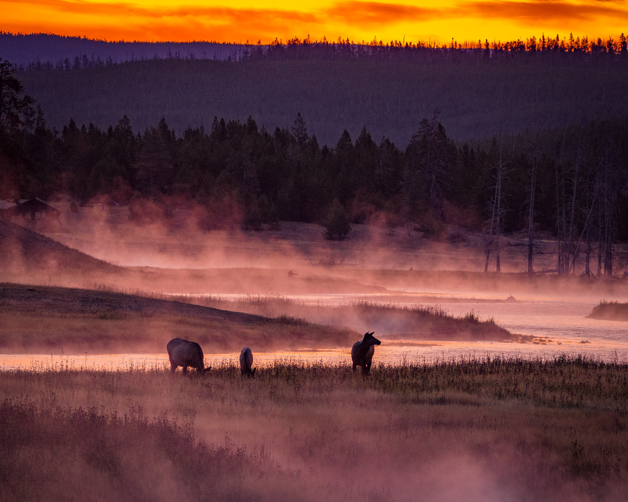 Elk and Fog at Sunrise, Madison River, Yellowstone National Park, Wyoming