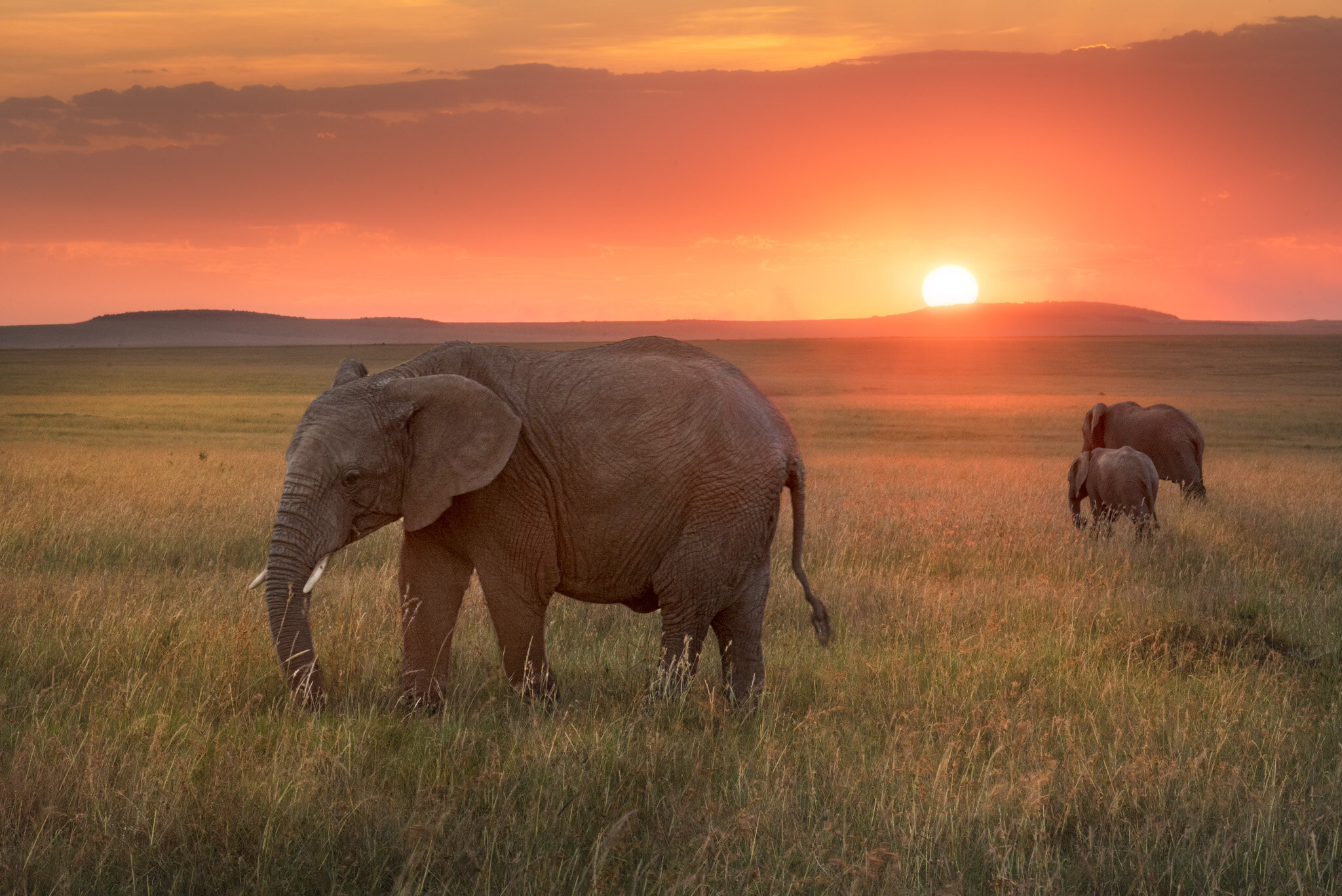 Elephants at Sunset, Maasai Mara, Kenya