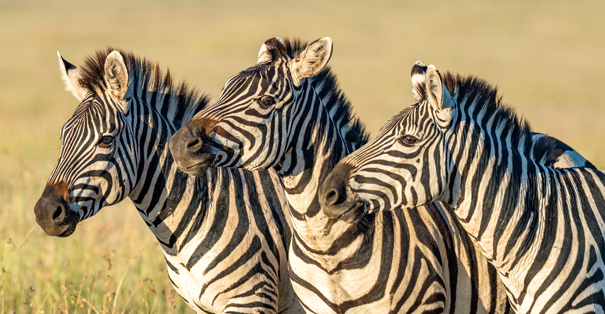 Three Zebras, Maasai Mara, Kenya