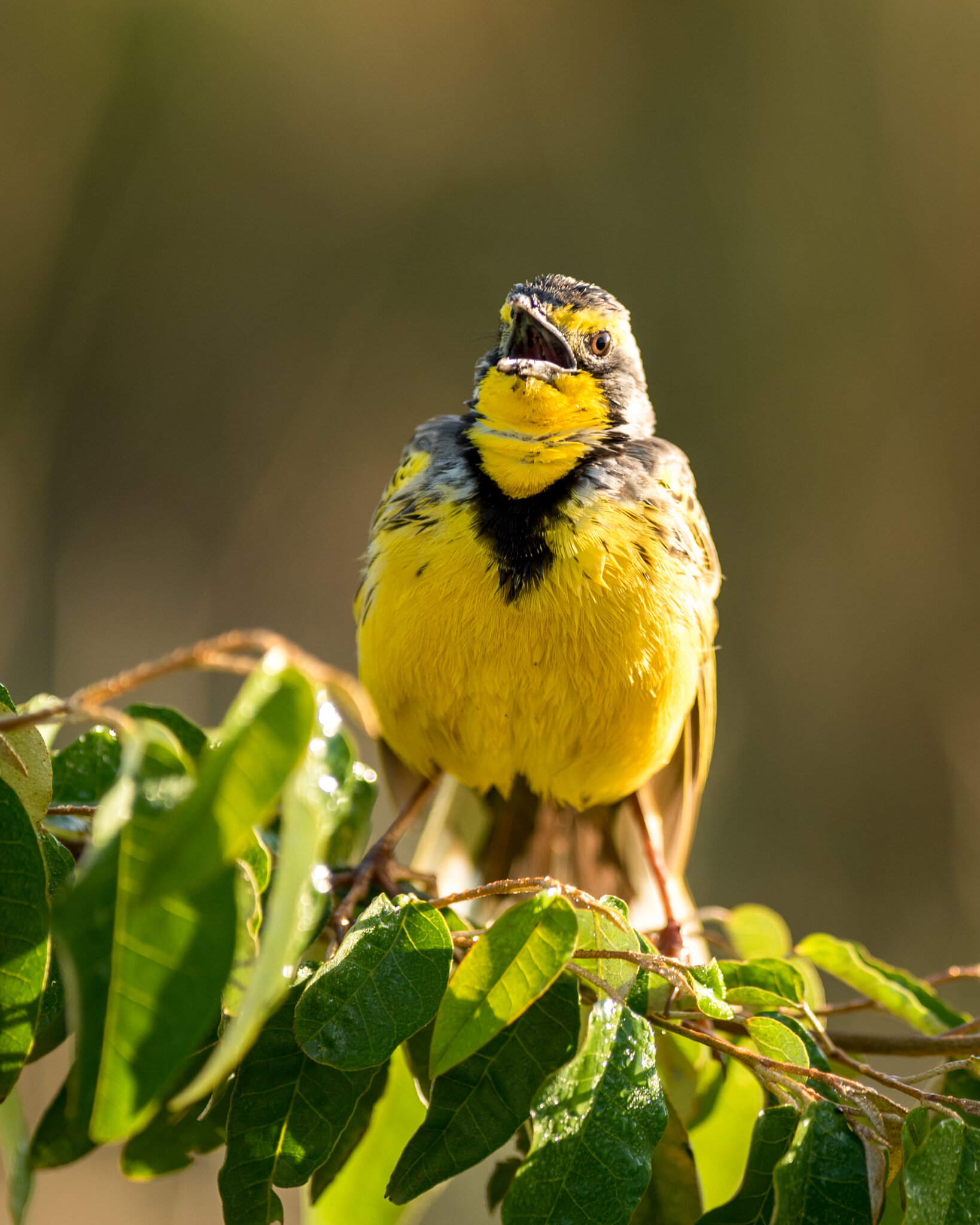 Yellow Throated Longclaw, Maasai Mara, Kenya
