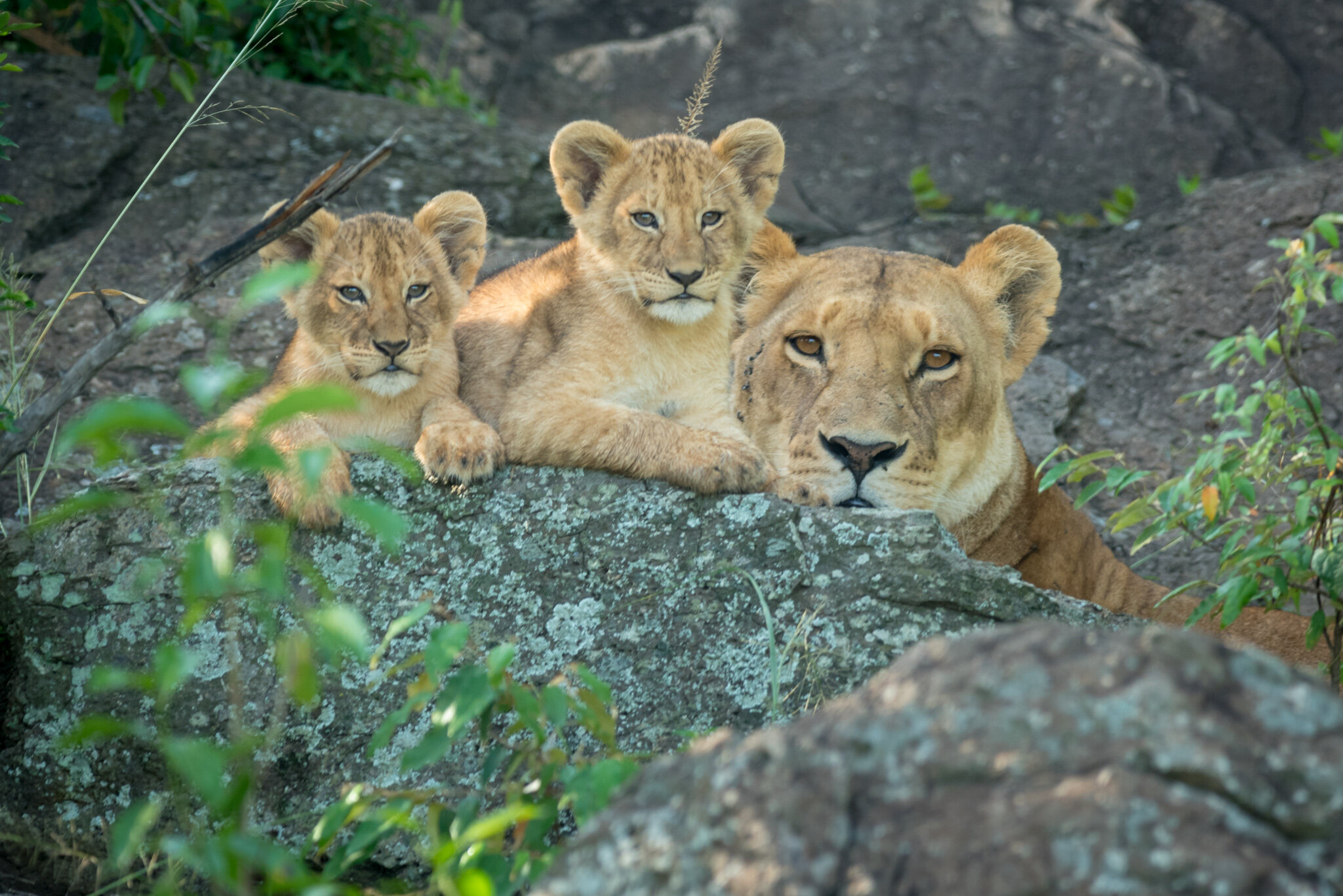 Lioness and two cubs, Maasai Mara, Kenya