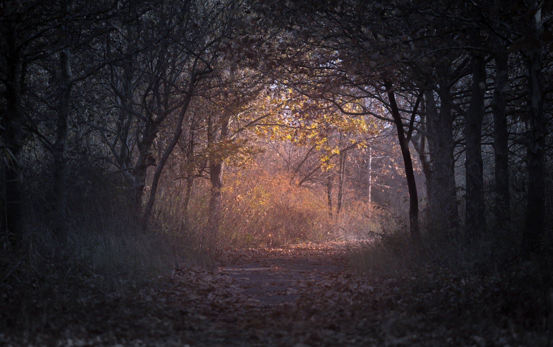 forest-during-dawn-226721.jpg