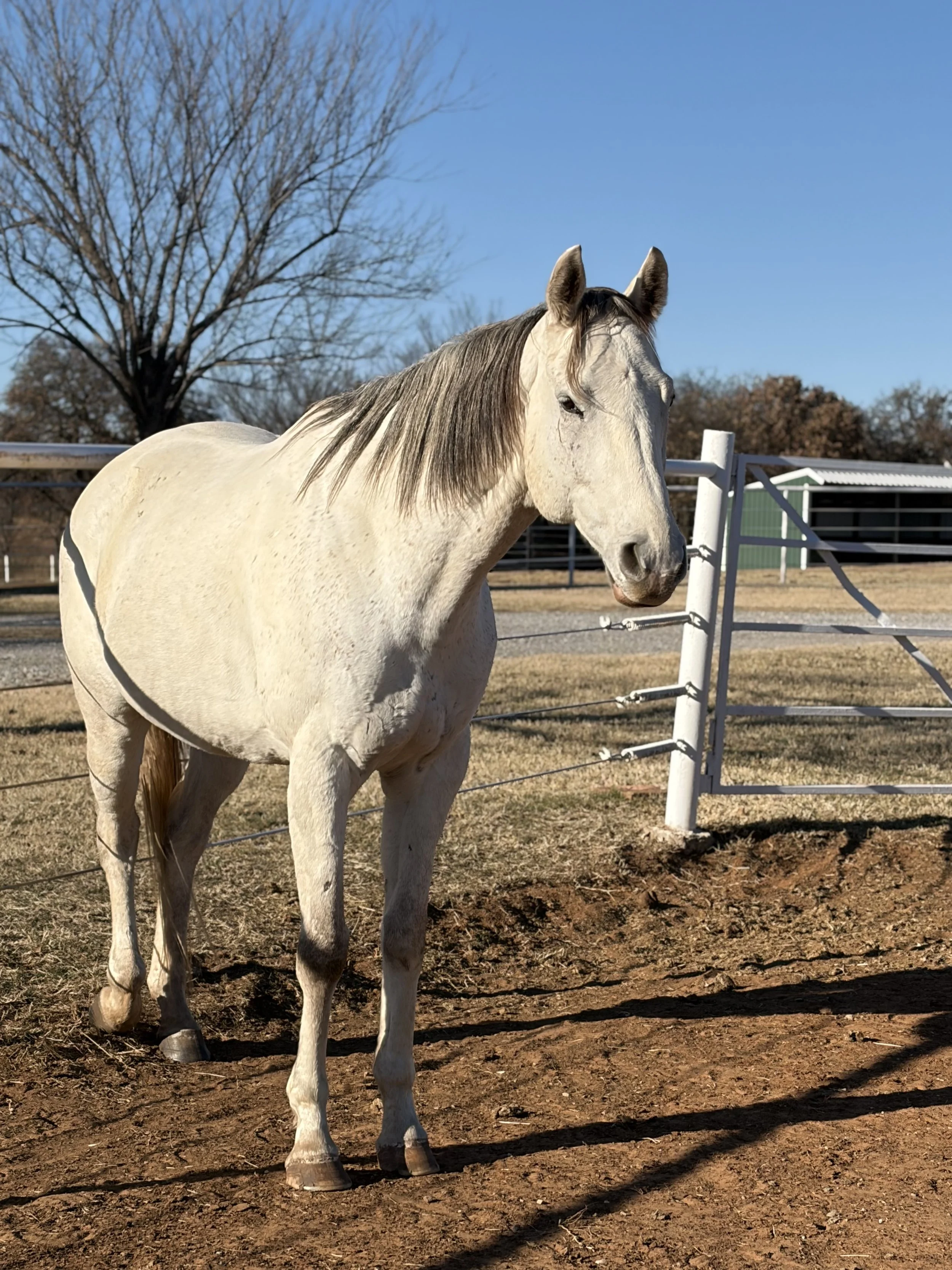 Large white horse standing in the dirt in front of a fence
