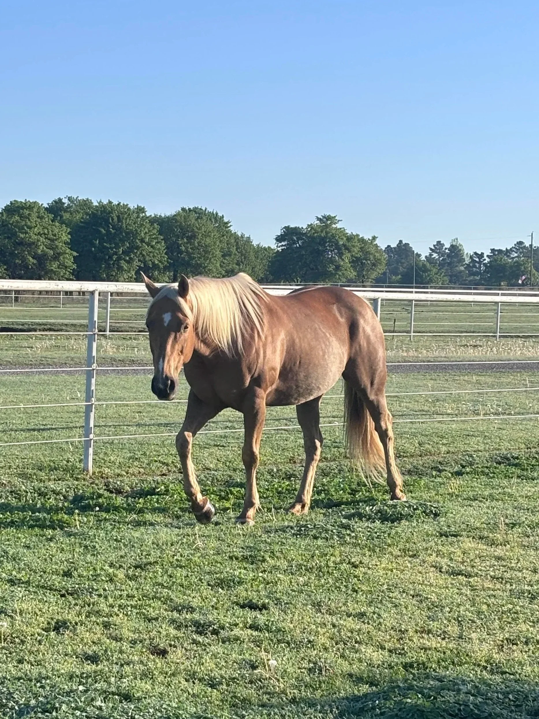 Sundance, owned by Jeannie Kern, making his work at Willow Ranch possible.