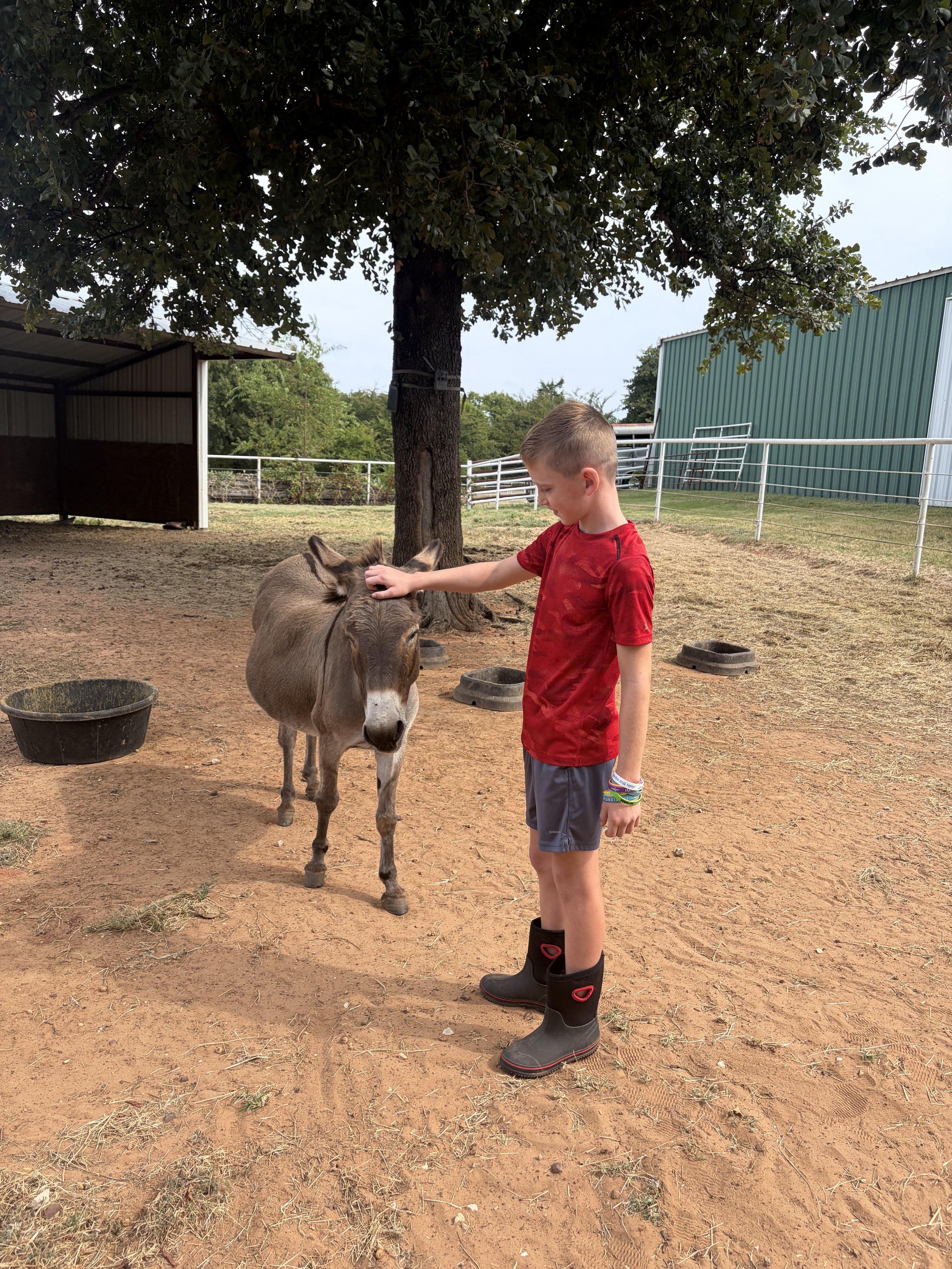 Gallery of images showing Willow Ranch clients interacting with horses.