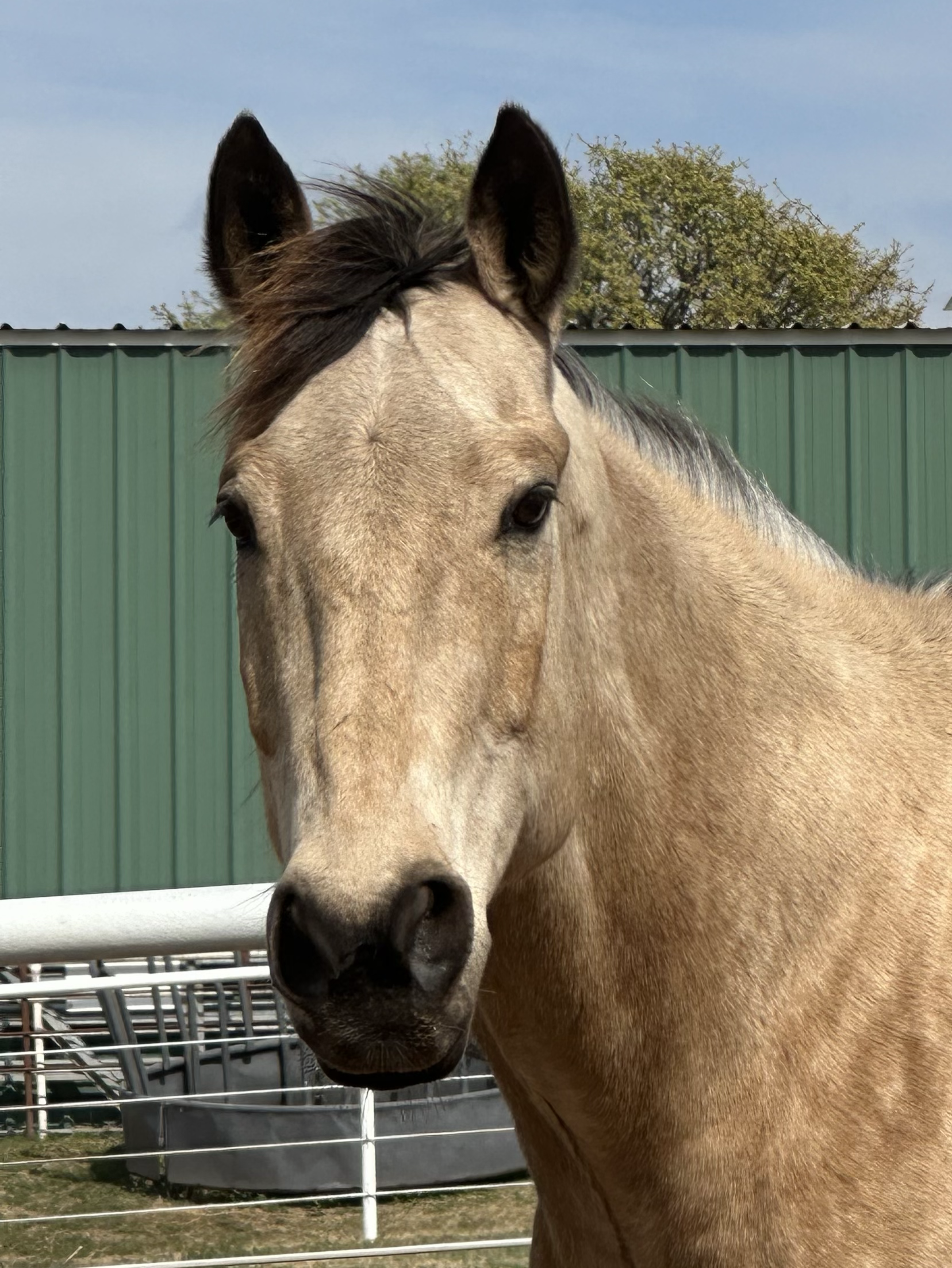 Poco Bueno Boston, owned by Deborah Lee Gay and lovingly leased by Jeannie Kern, making his work at Willow Ranch possible.