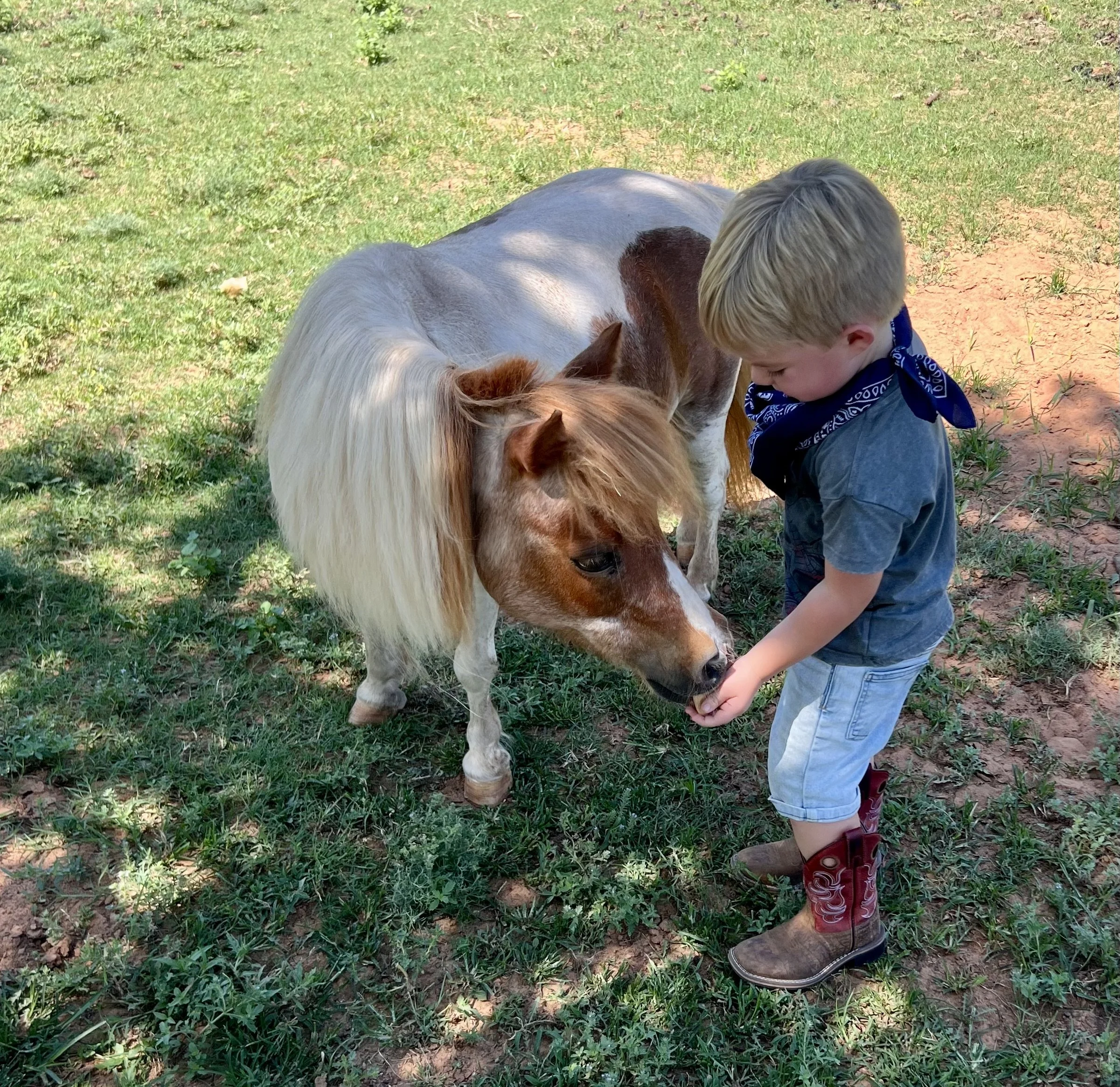 Gallery of images showing Willow Ranch clients interacting with horses.