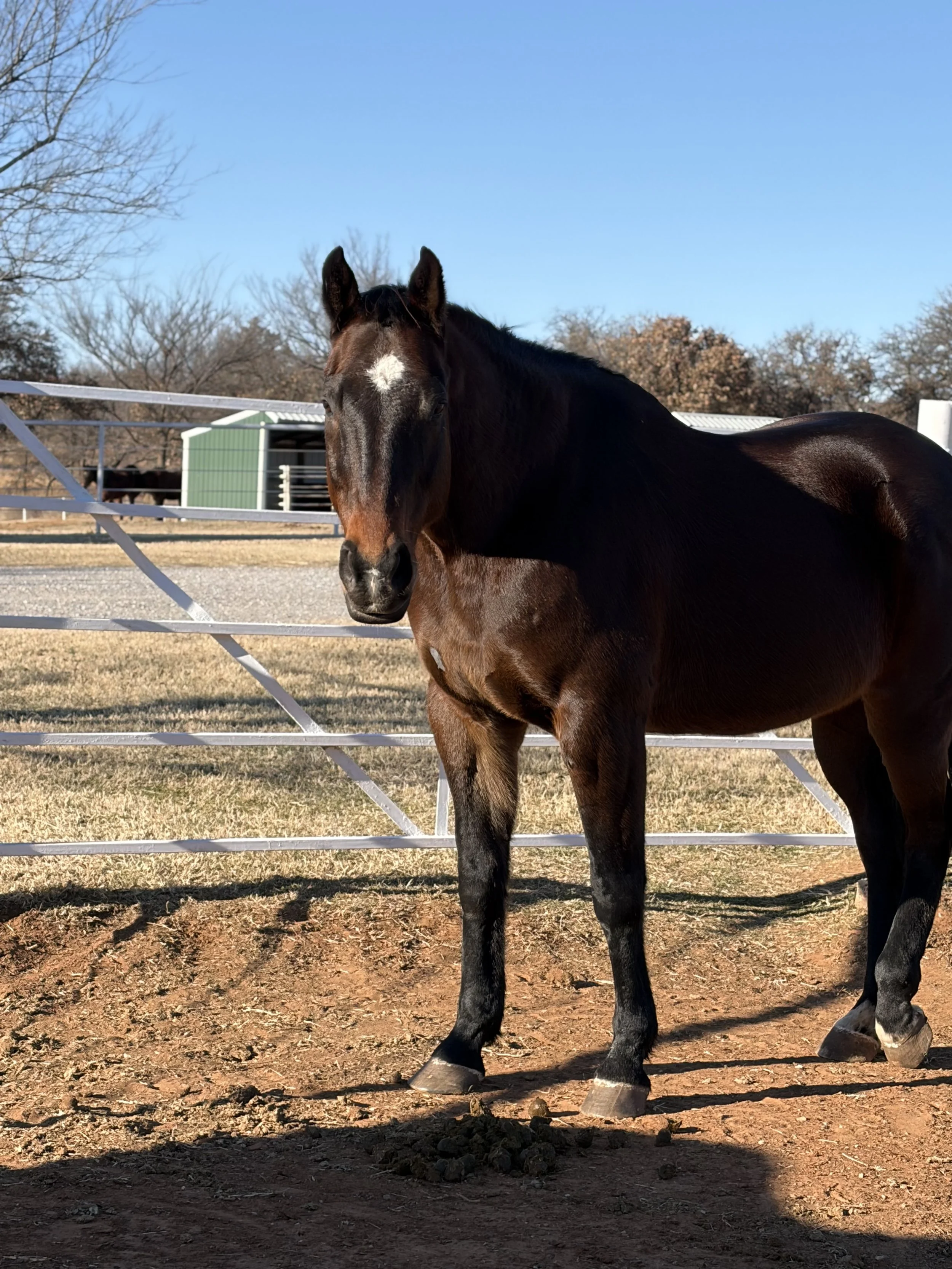 Large dark brown horse standing in the dirt in front of a gate