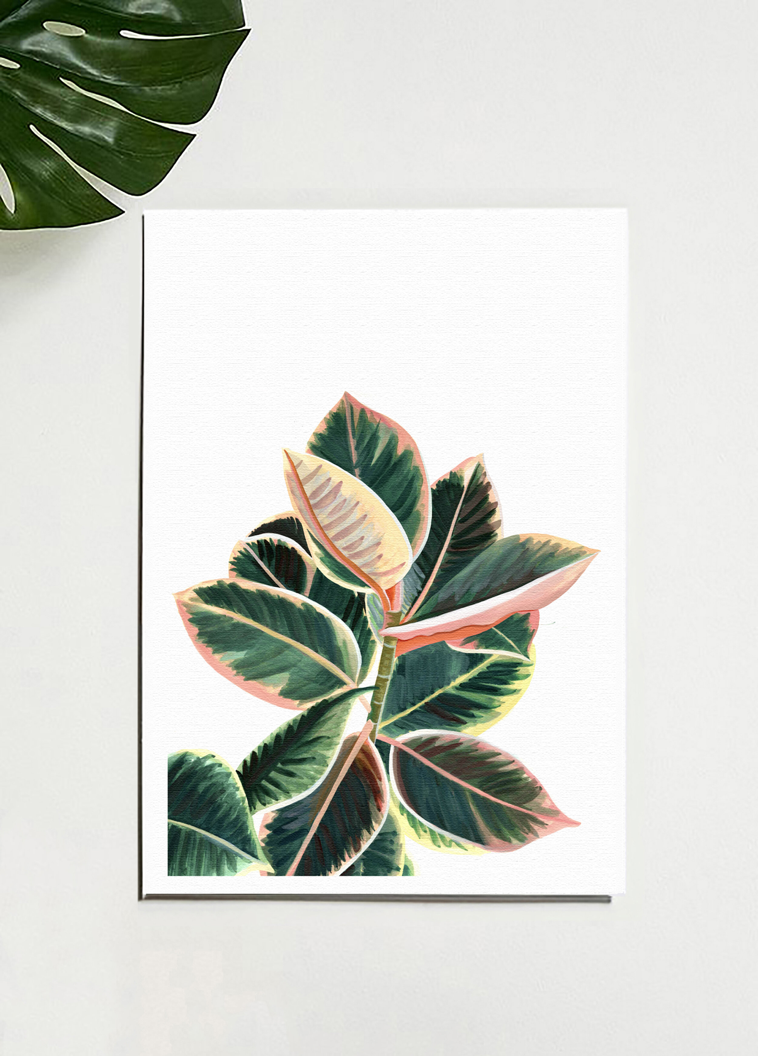 Ficus Elastica Ruby 'Pink Rubber Tree' with leaf.jpg