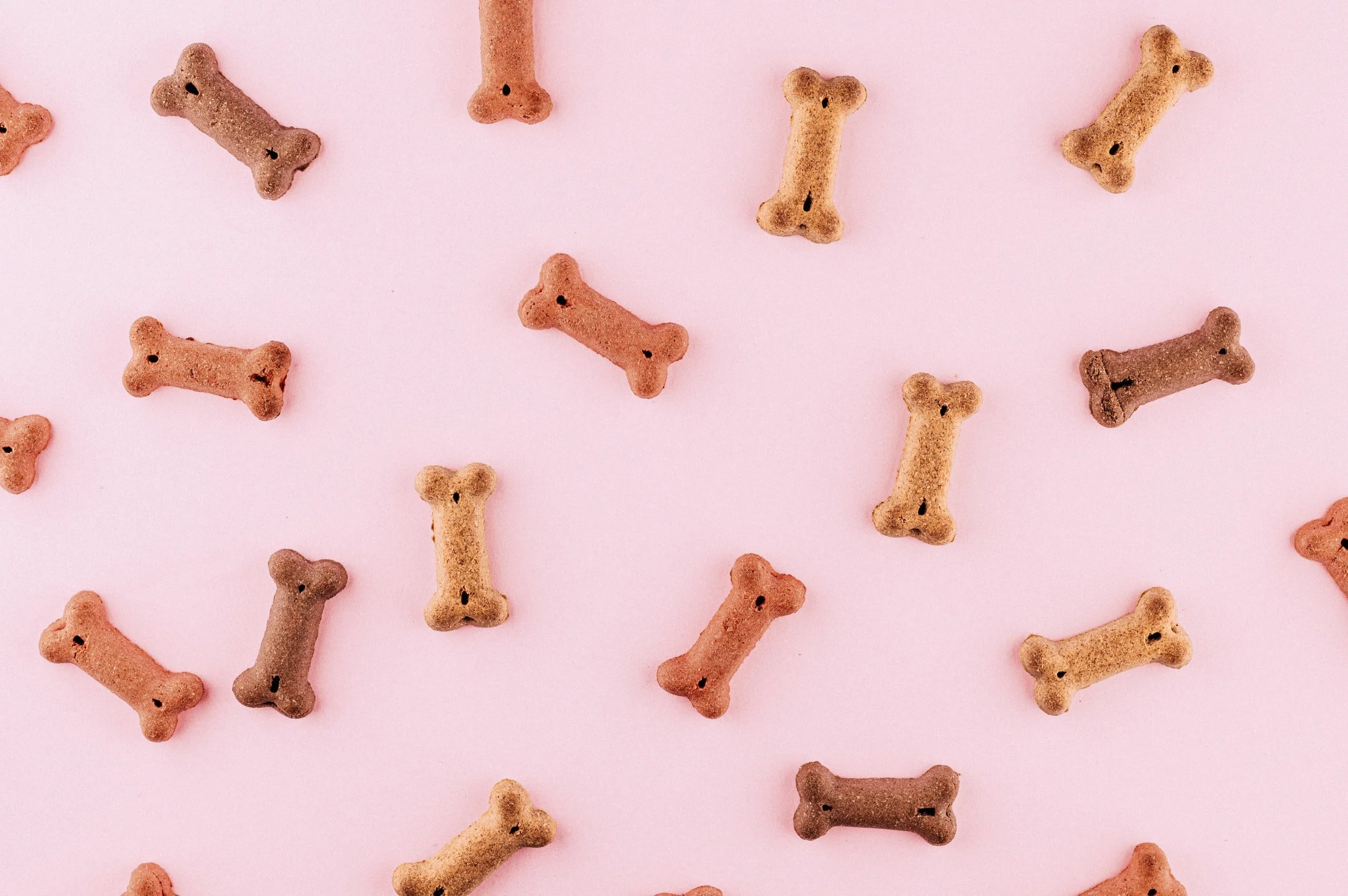 fiesta para perros