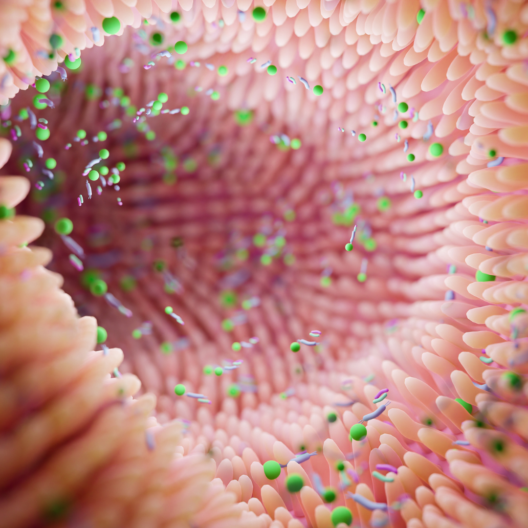 Seed Daily Synbiotic