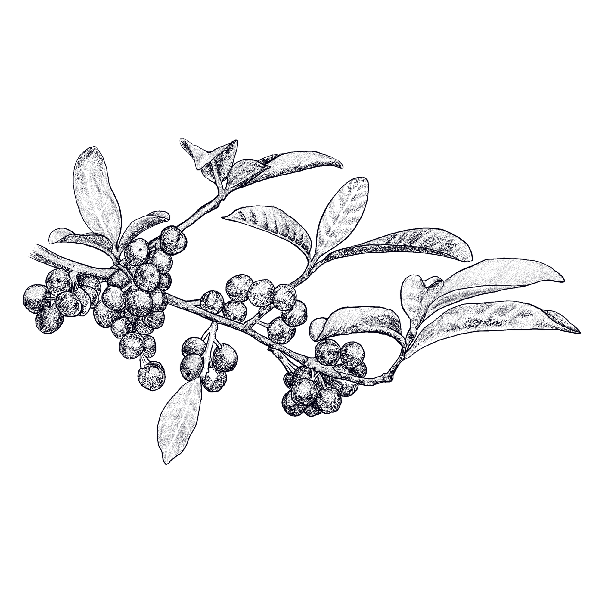 botanical-illustration-autumn-olive-rockaway-kelly-funabashi.png