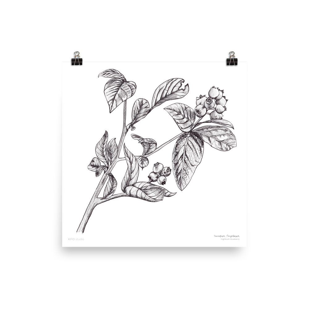 Highbush Blueberry Botanical Print
