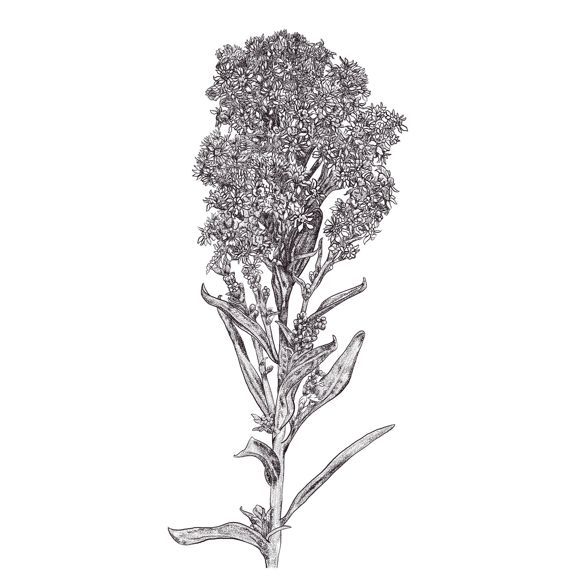 botanical-illustration-seaside-goldenrod-kelly-funabashi.png
