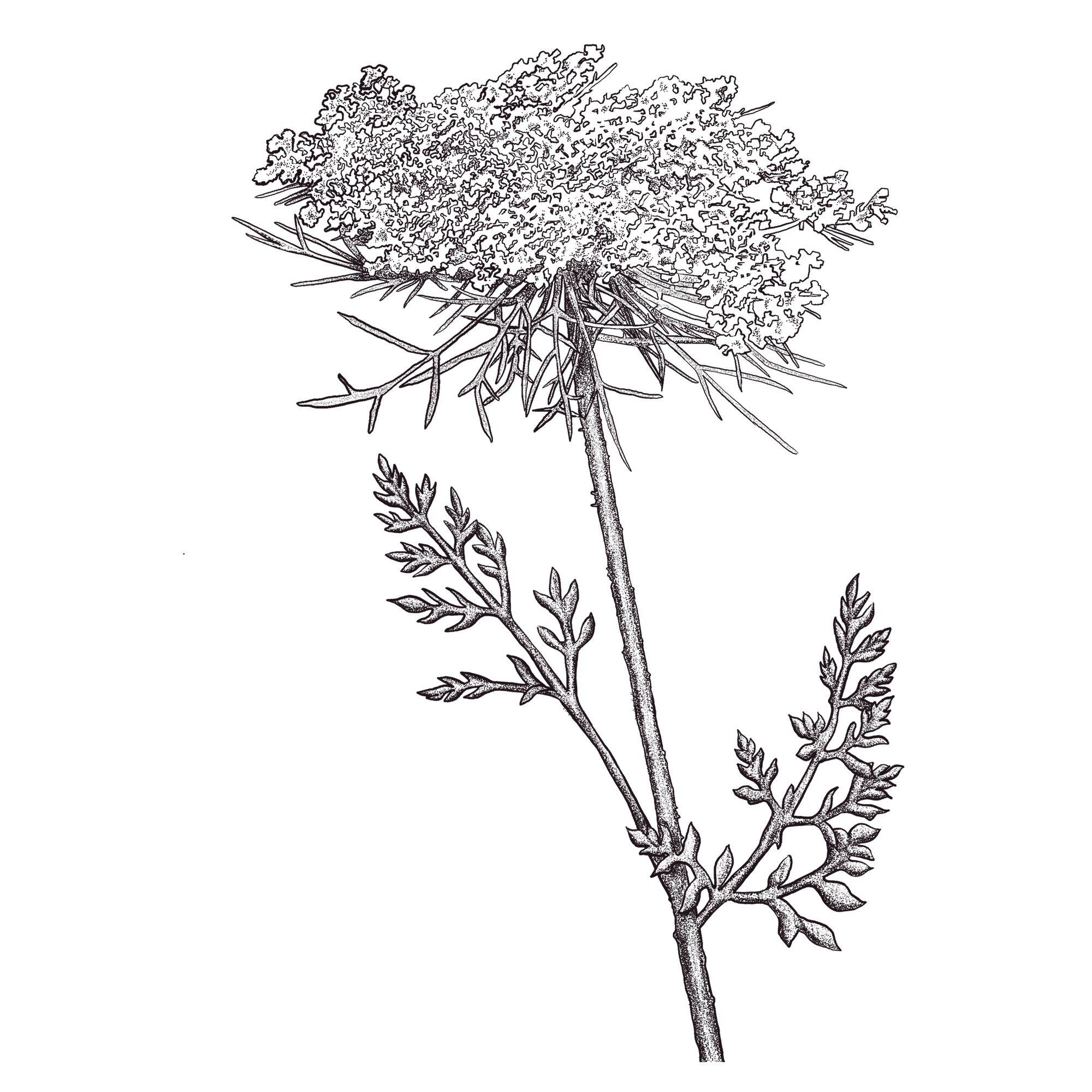 botanical-illustration-queen-annes-lace-kelly-funabashi.png