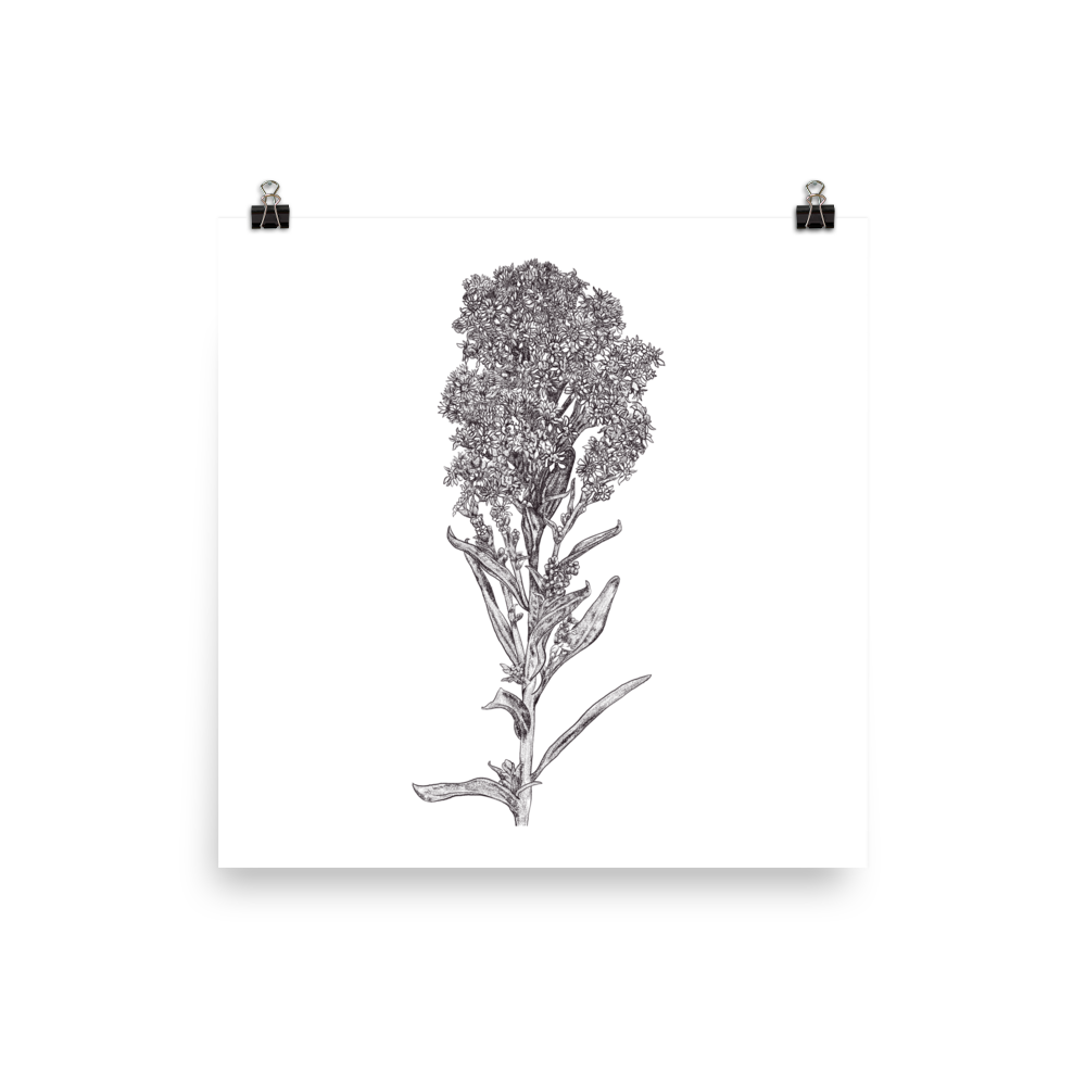 Seaside Goldenrod Botanical Illustration Art Print