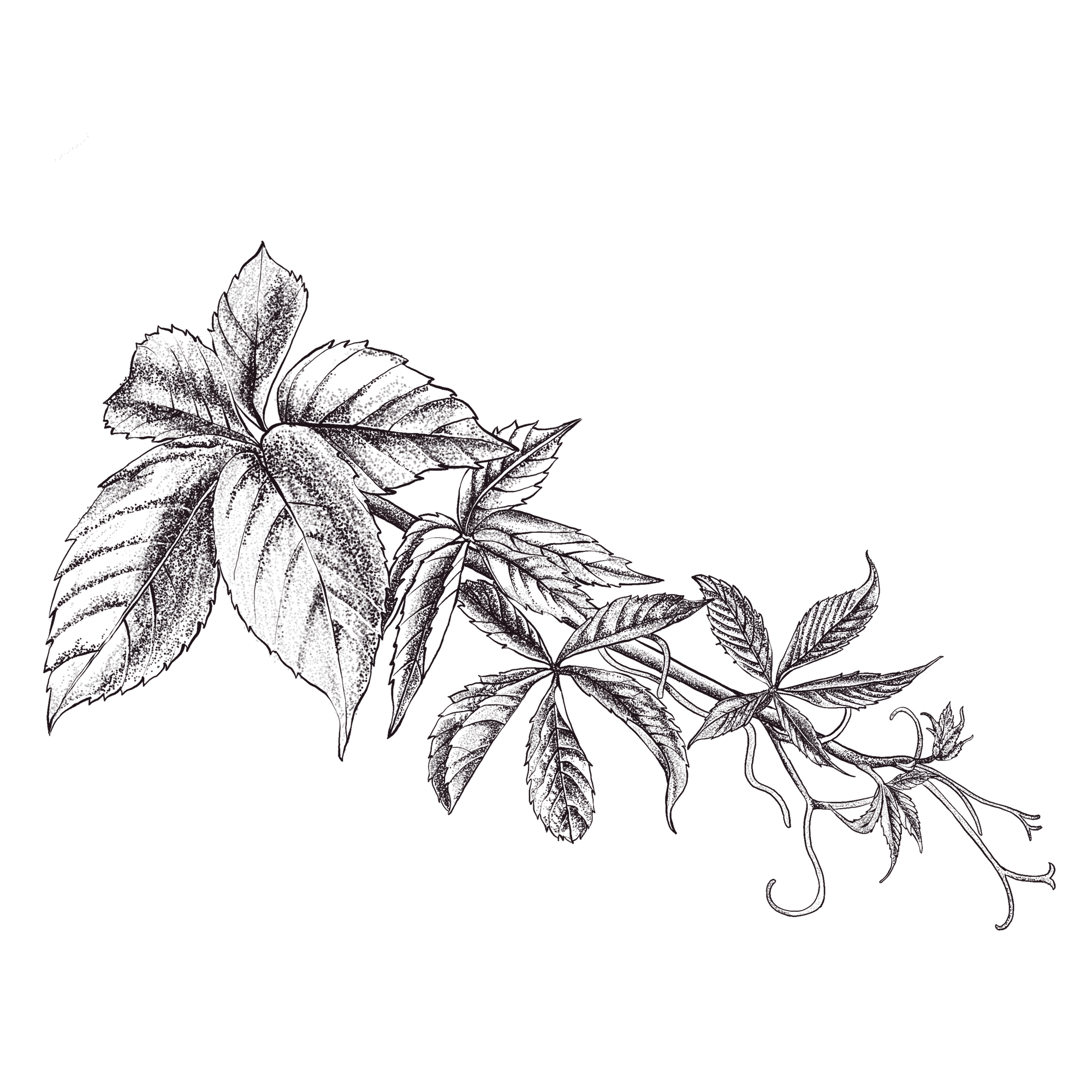 botanical-illustration-virginia-creeper-kelly-funabashi.png