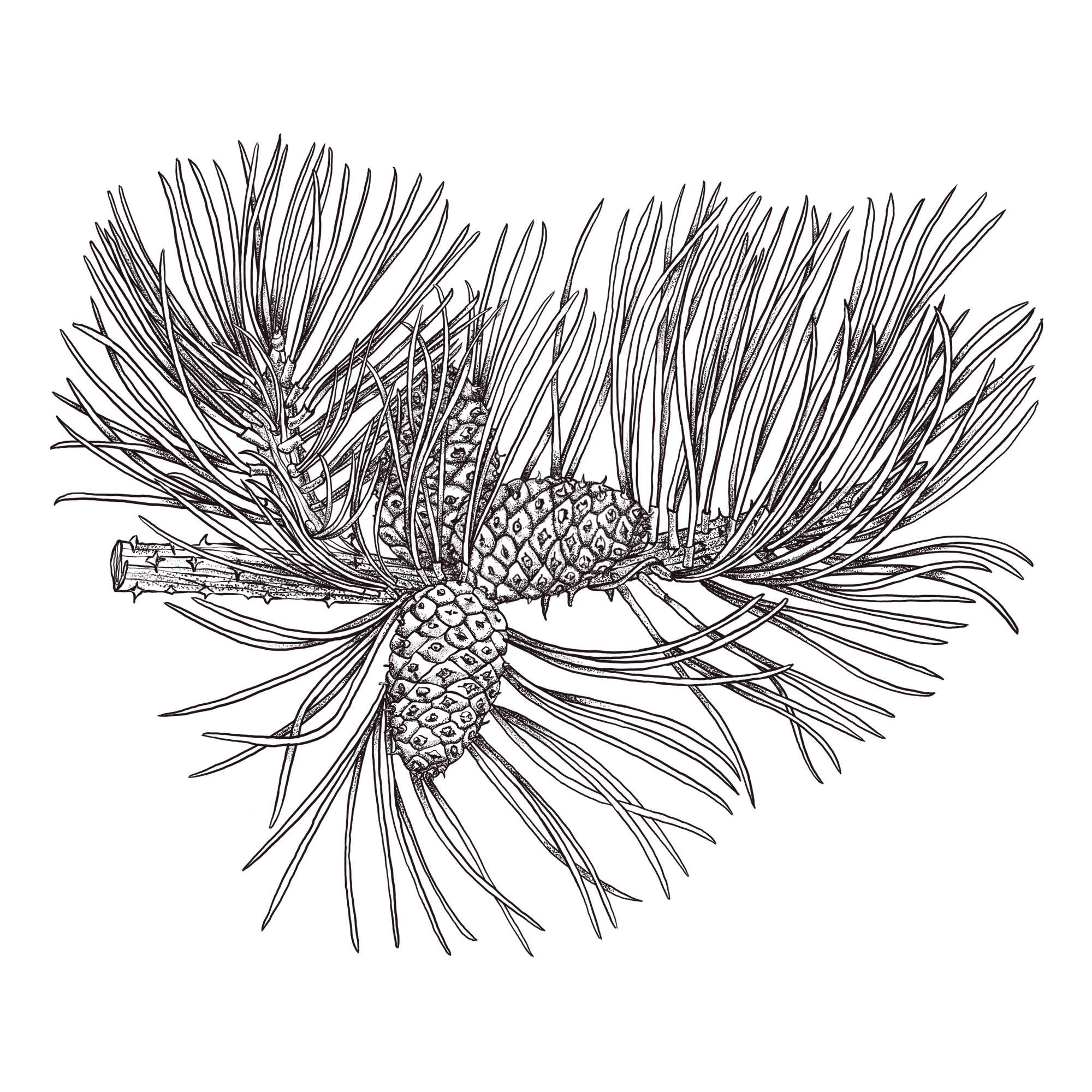 botanical-illustration-pitch-pine-rockaway-kelly-funabashi.png