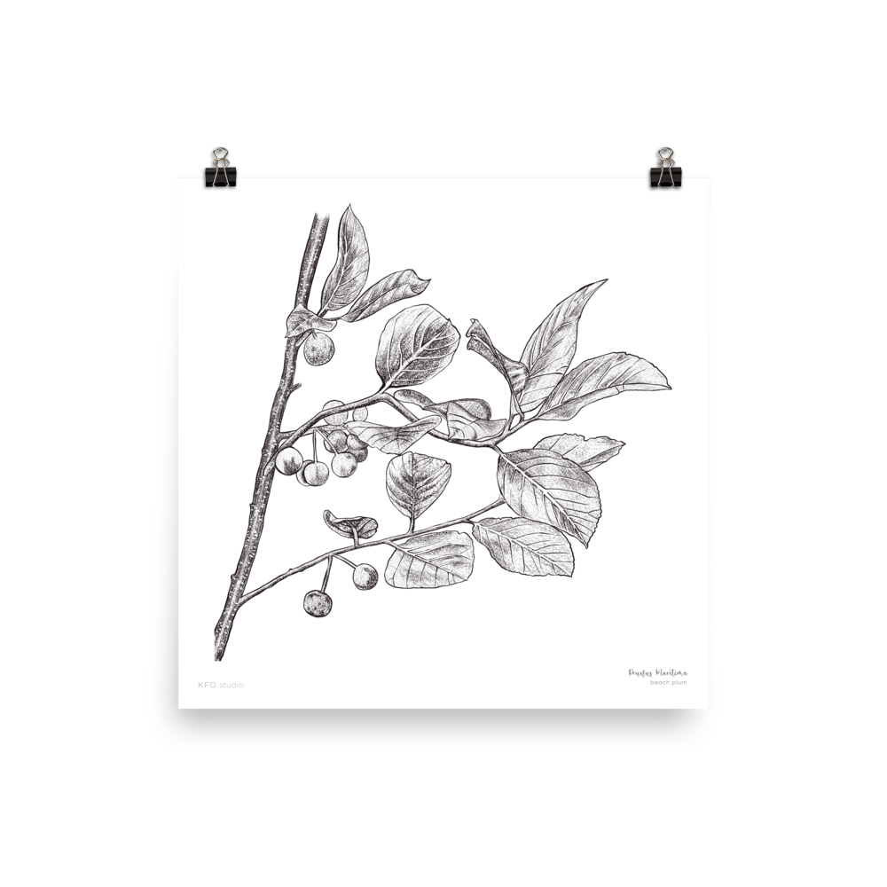 Beach Plum Botanical Art Print