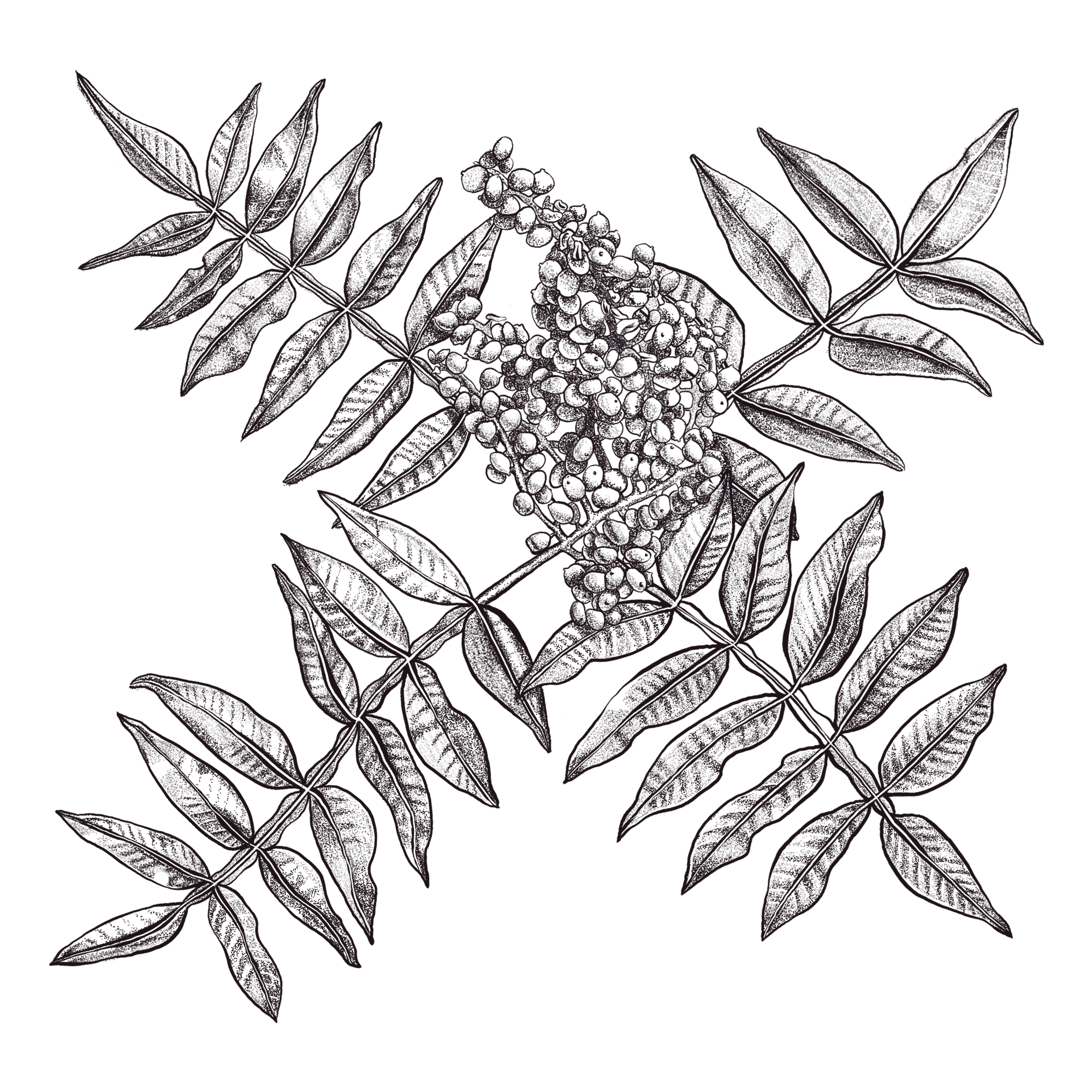 botanical-illustration-winged-sumac-kelly-funabashi.png