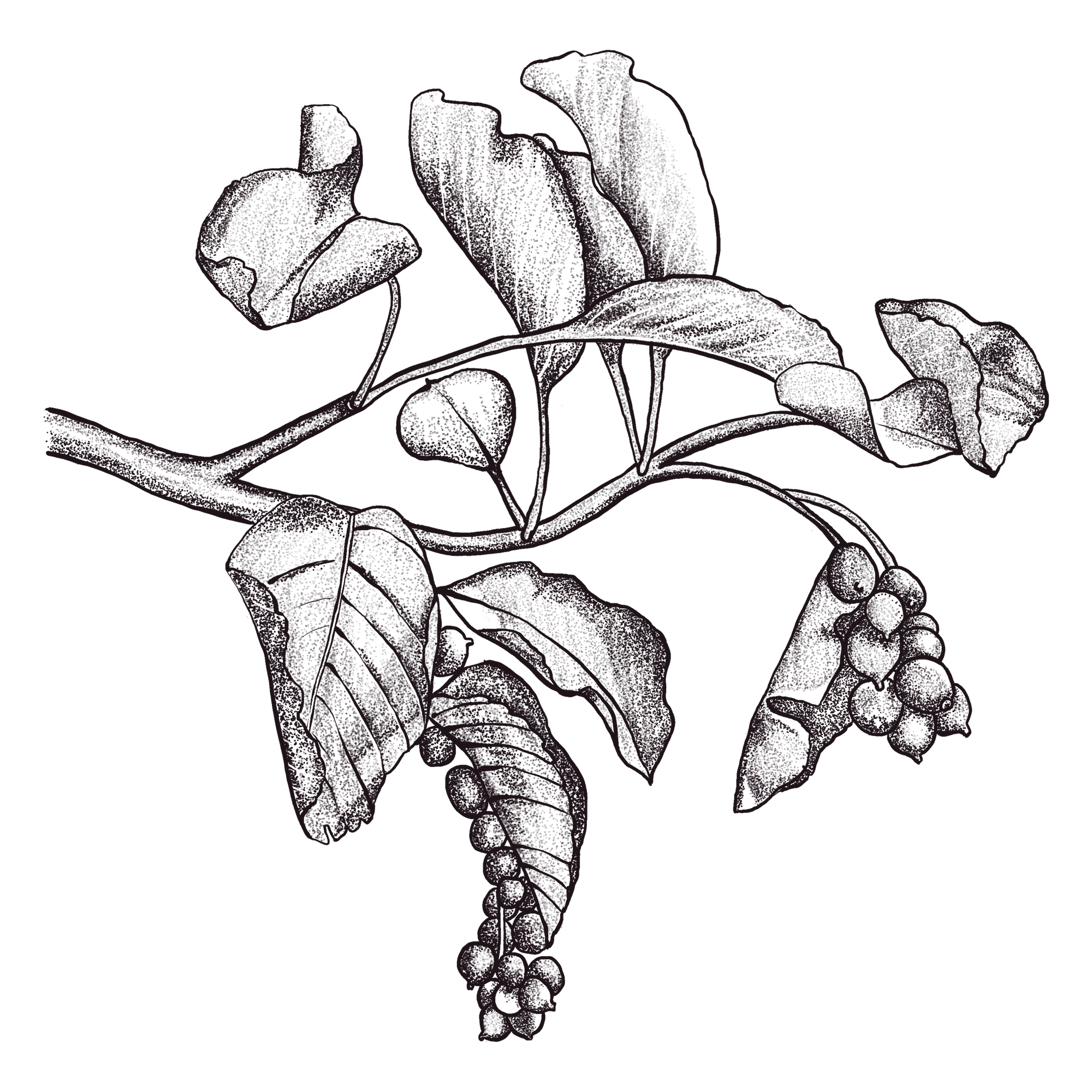 botanical-illustration-serviceberry-kelly-funabashi.png