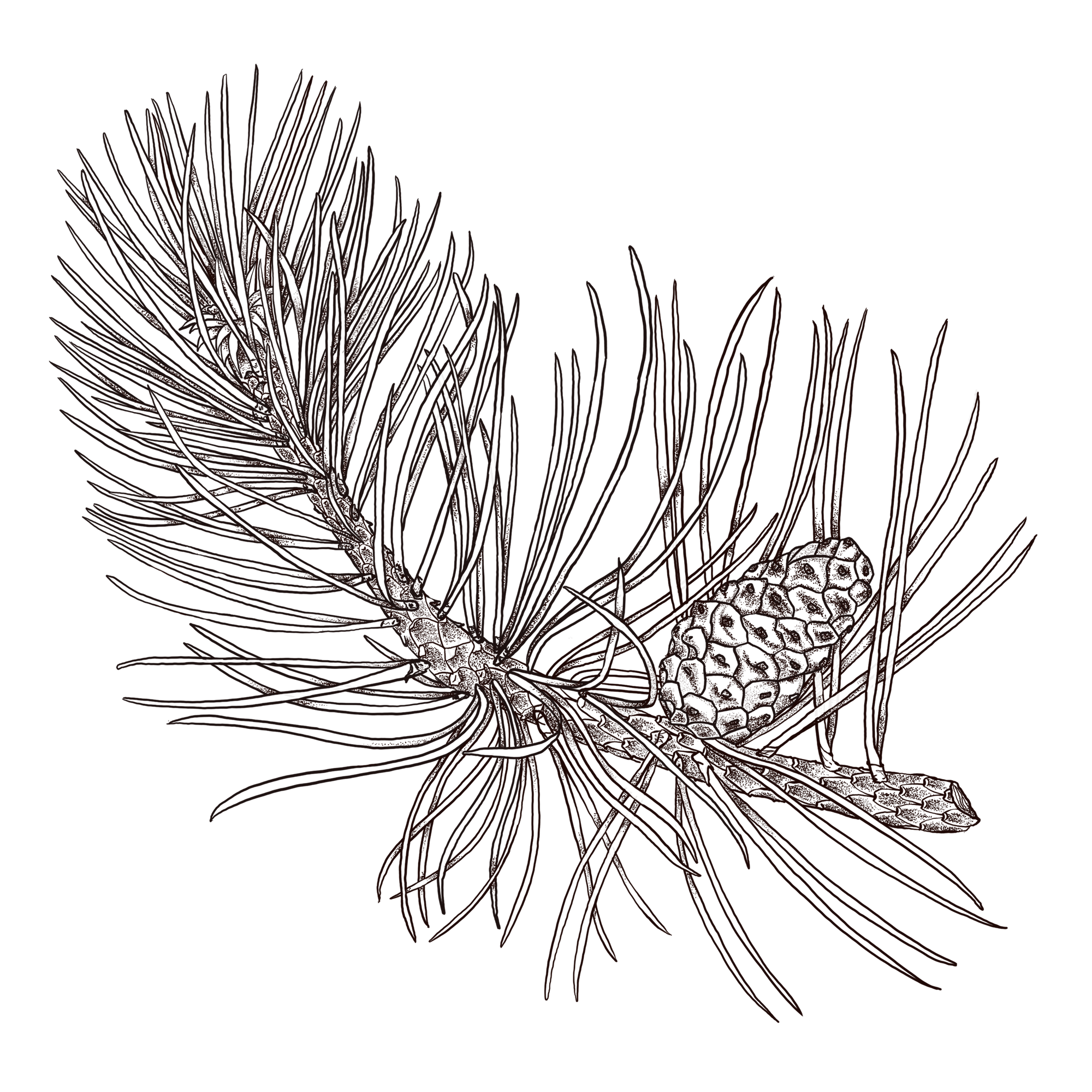 botanical-illustration-japanese-pine-kelly-funabashi.png