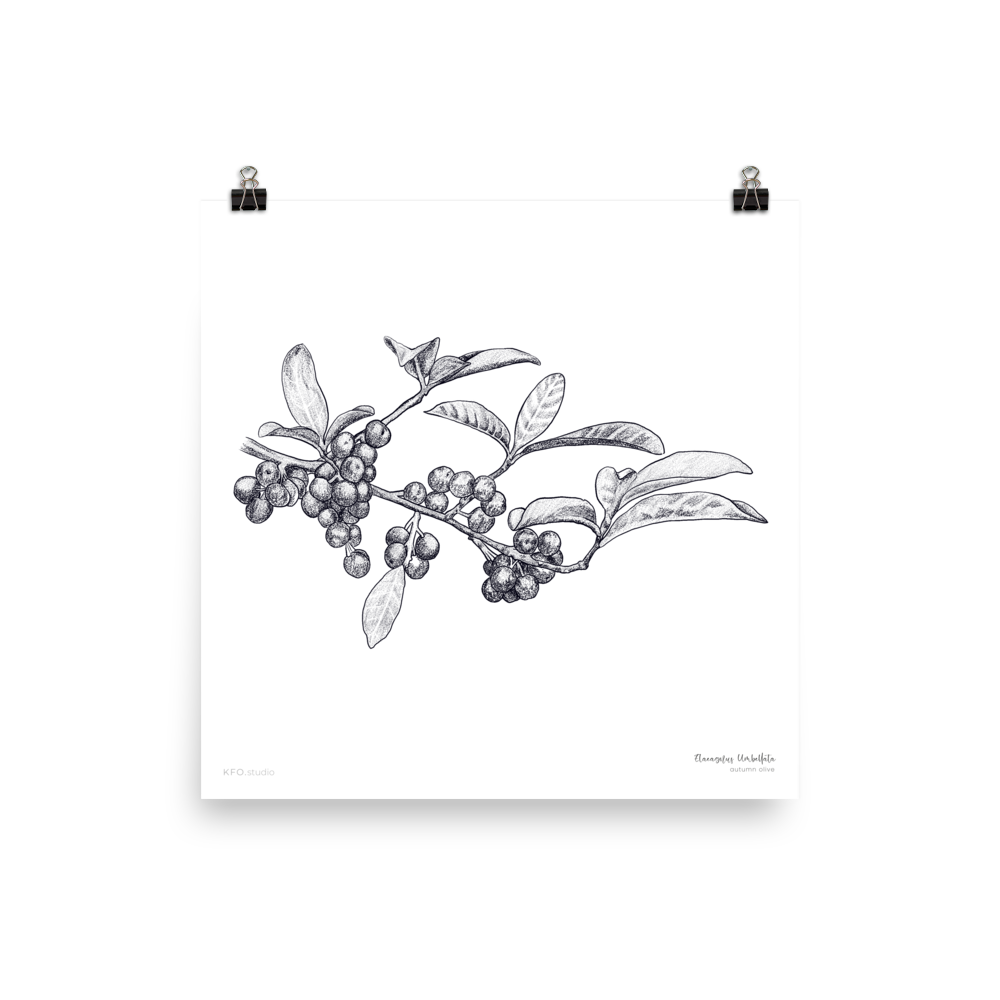 Autumn Olive Botanical Art Print