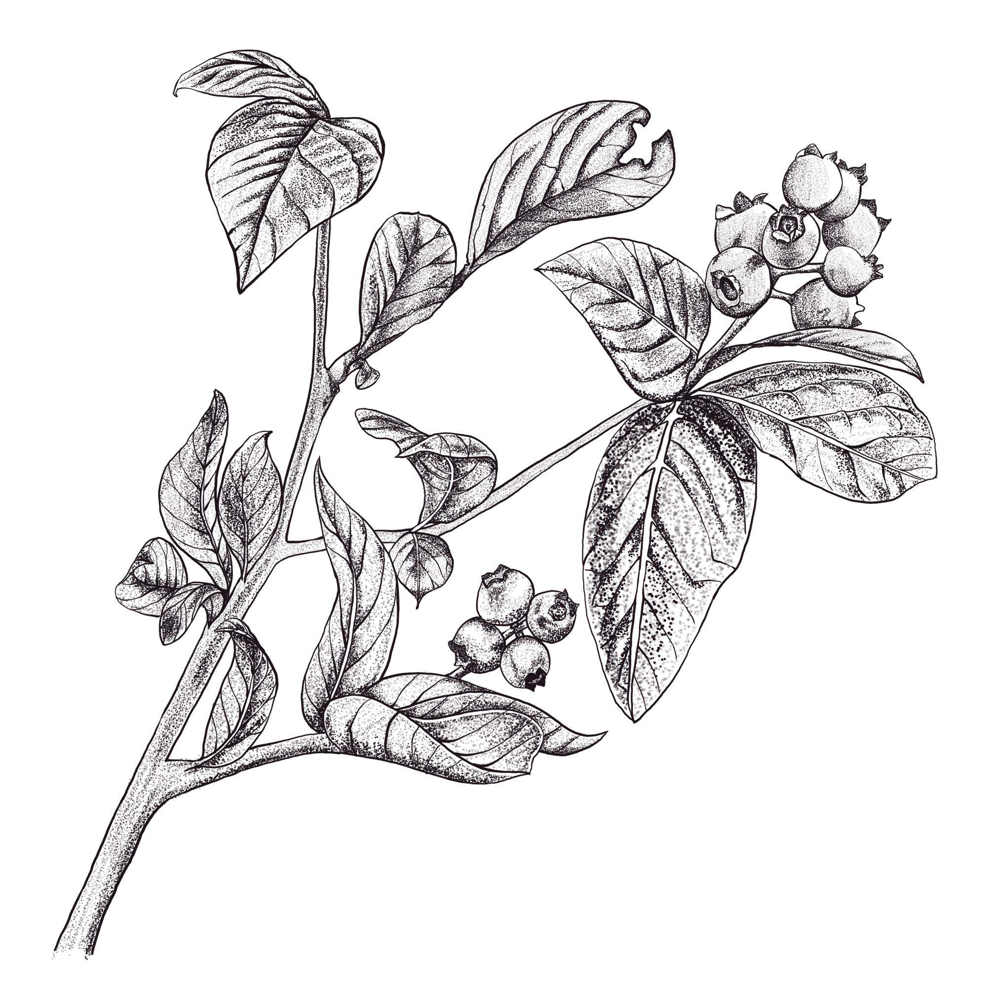 botanical-illustration-highbush-blueberry-kelly-funabashi.png